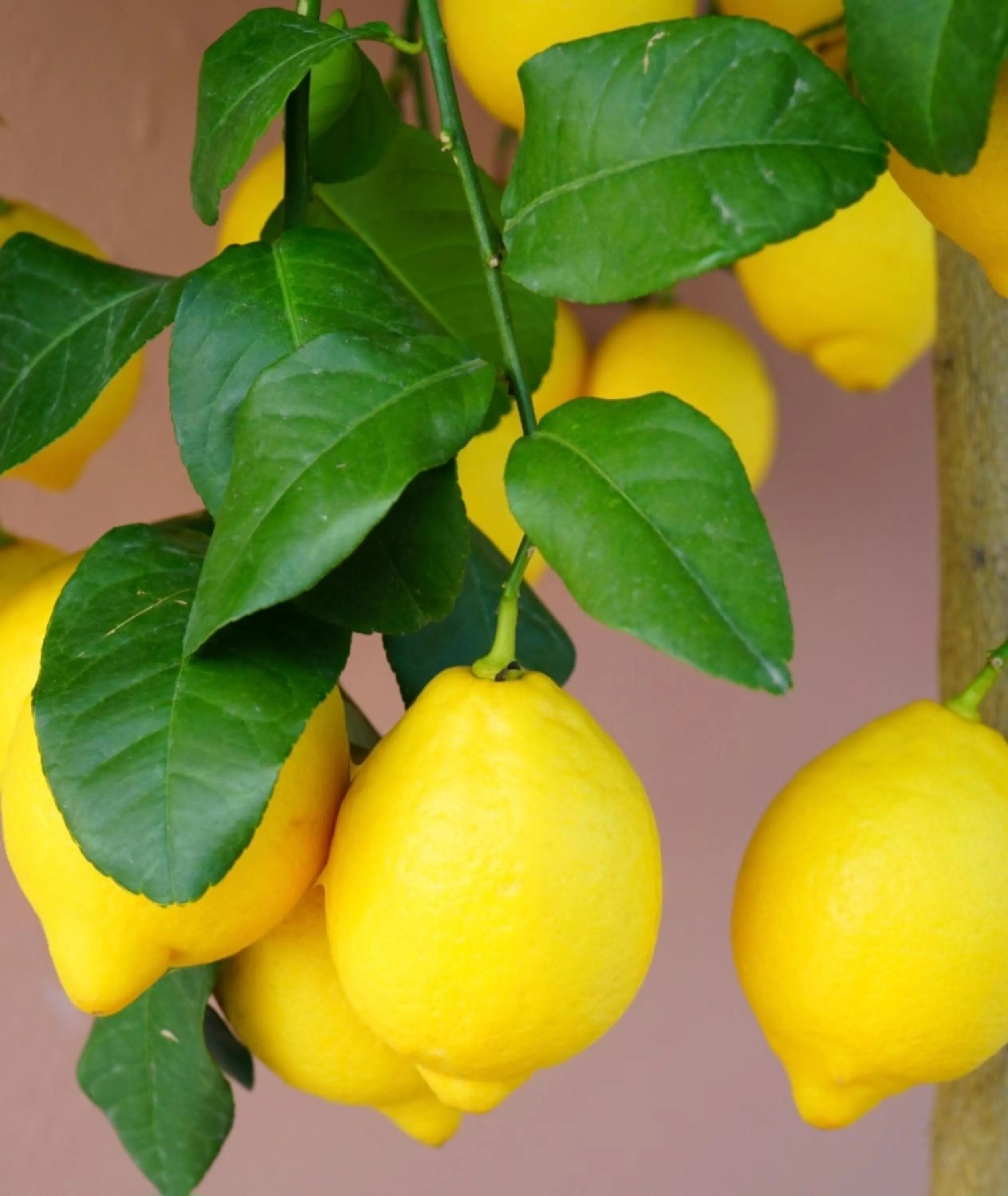 Nearby landmark in B&B Al Dammuso