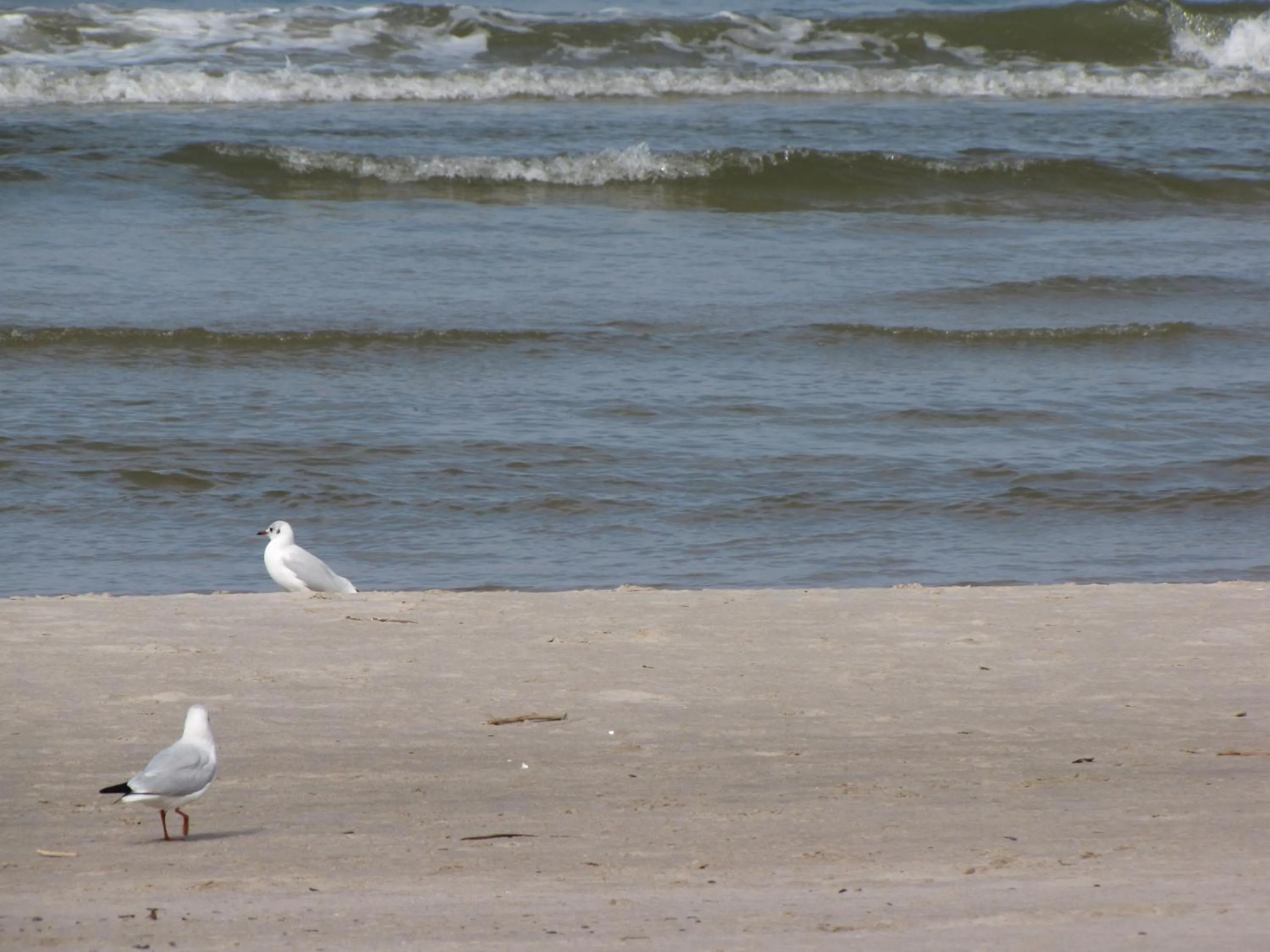 Beach in Willa Secesja