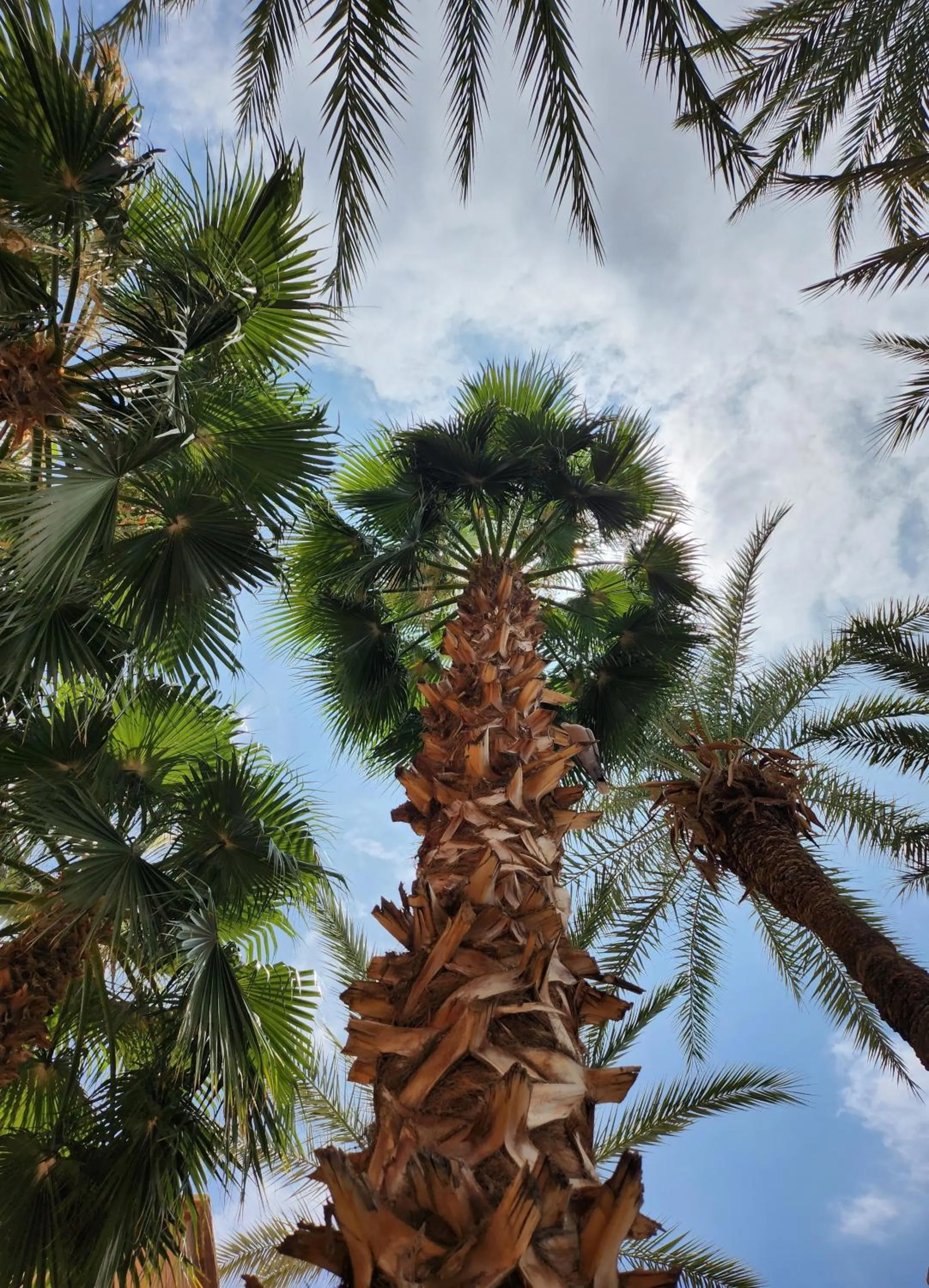 Garden in Riad with 3 Swimming Pools