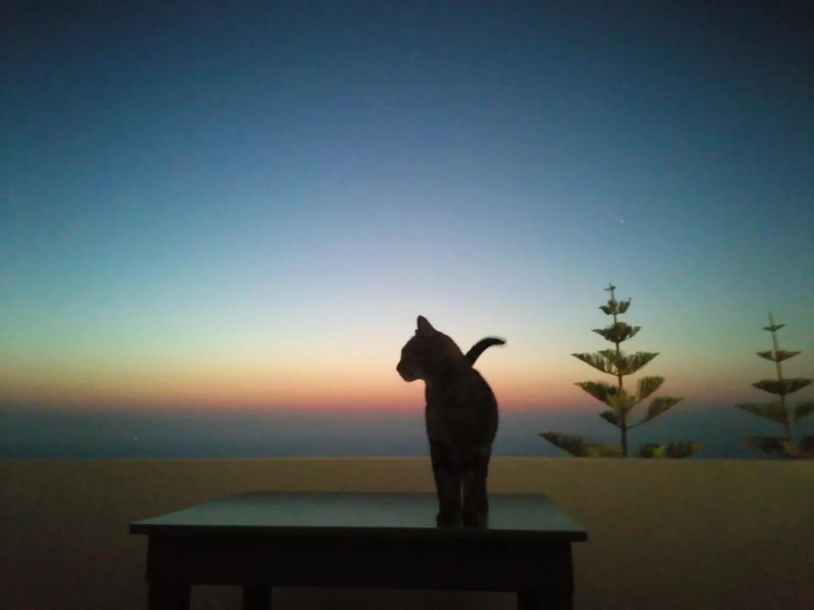 Pets in Phaos Santorini Suites
