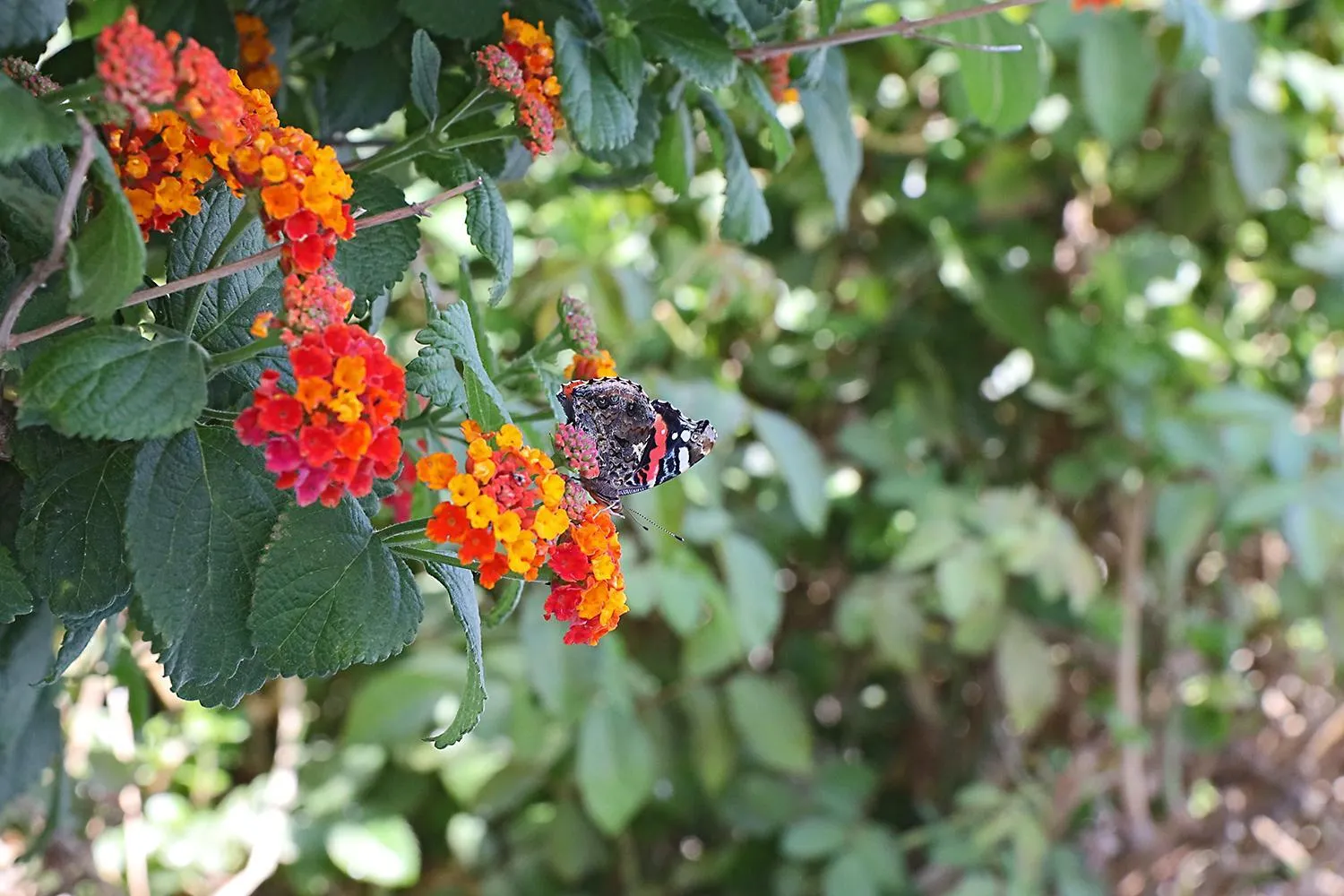 Spring in Phaos Santorini Suites