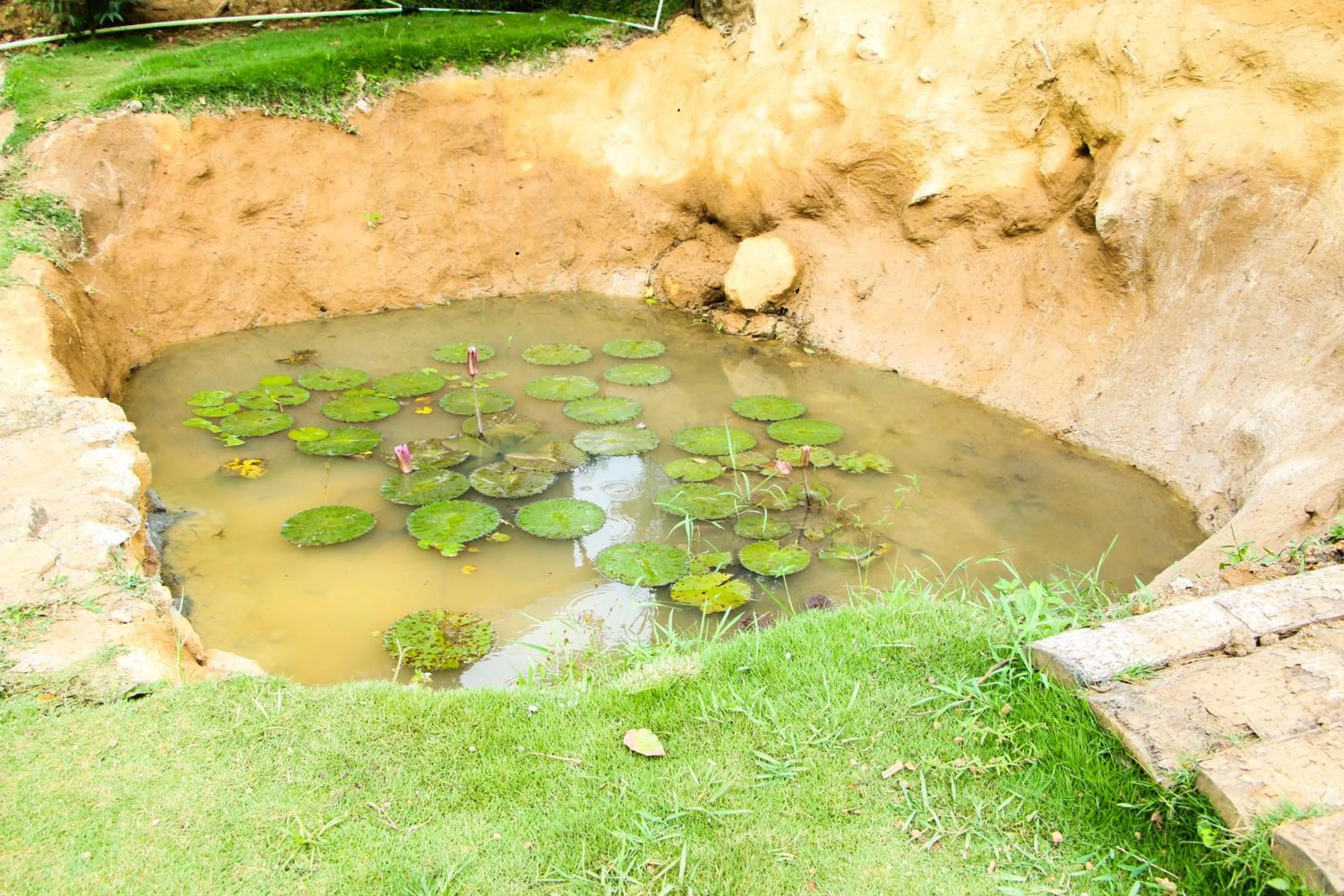 Garden in EllaCrest by Aloft