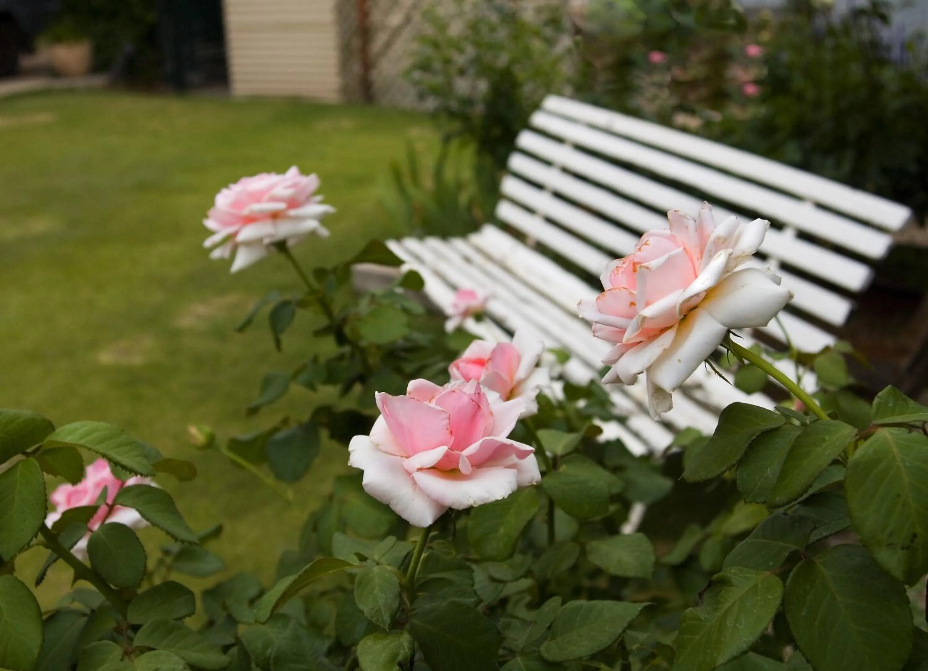 Garden in Imperial Fine Accommodation