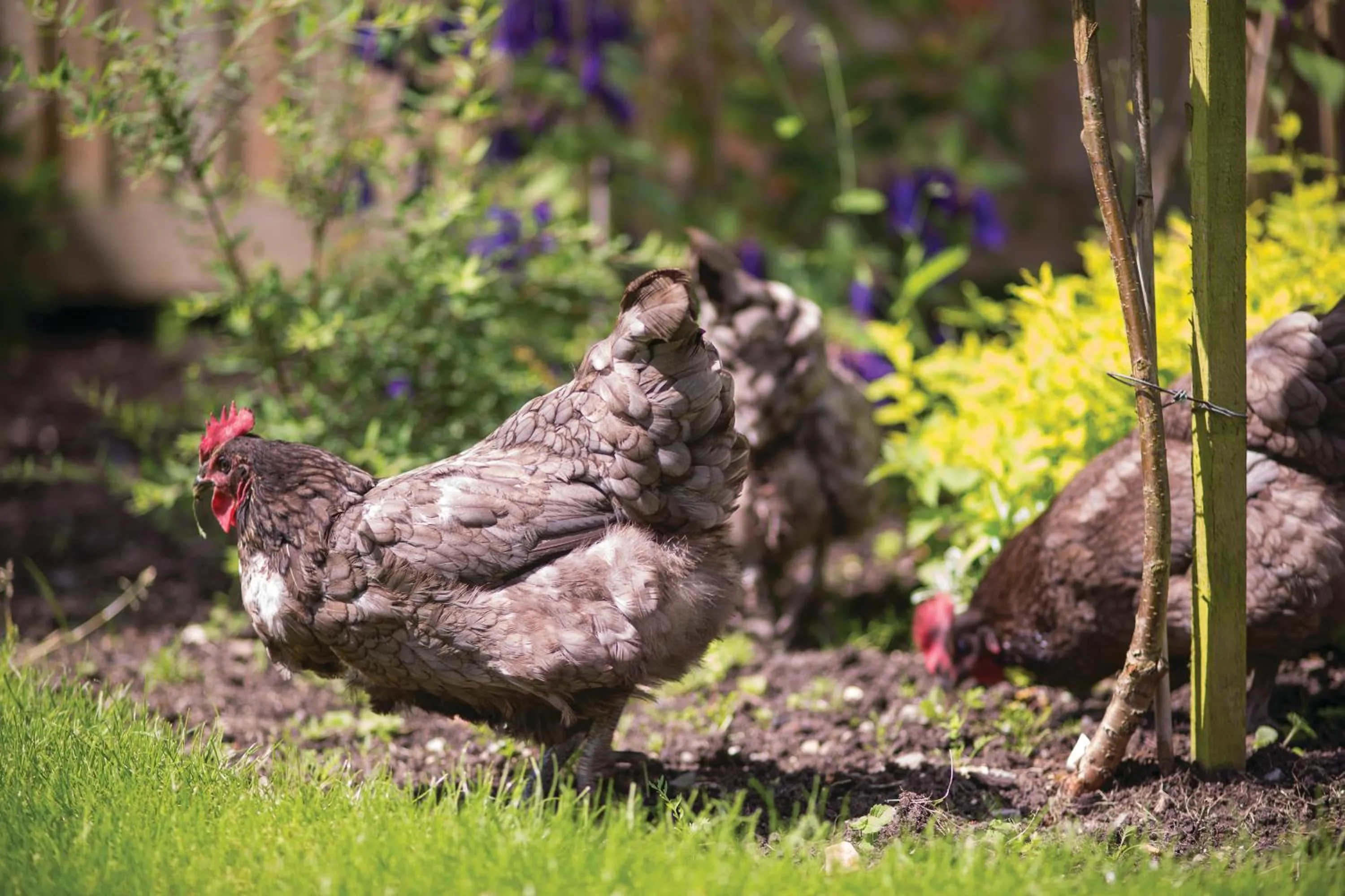 Garden in Withy Cottages
