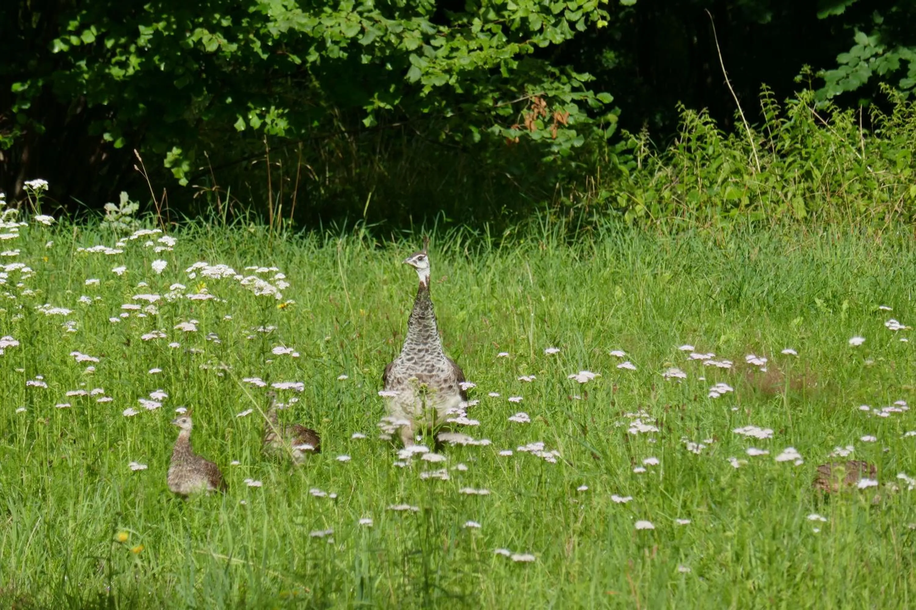 Garden in Landhaus Schloss Kölzow