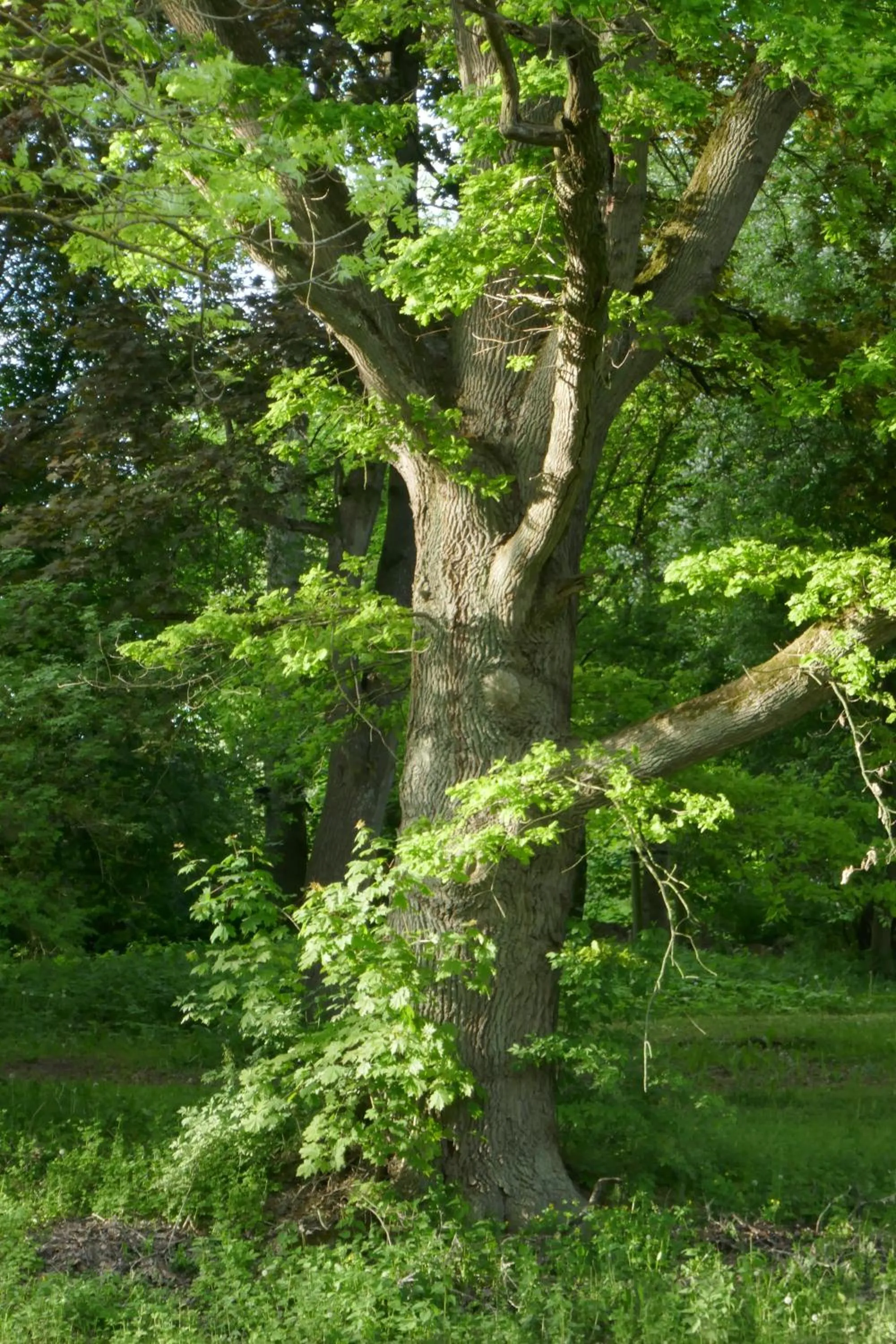 Garden in Landhaus Schloss Kölzow