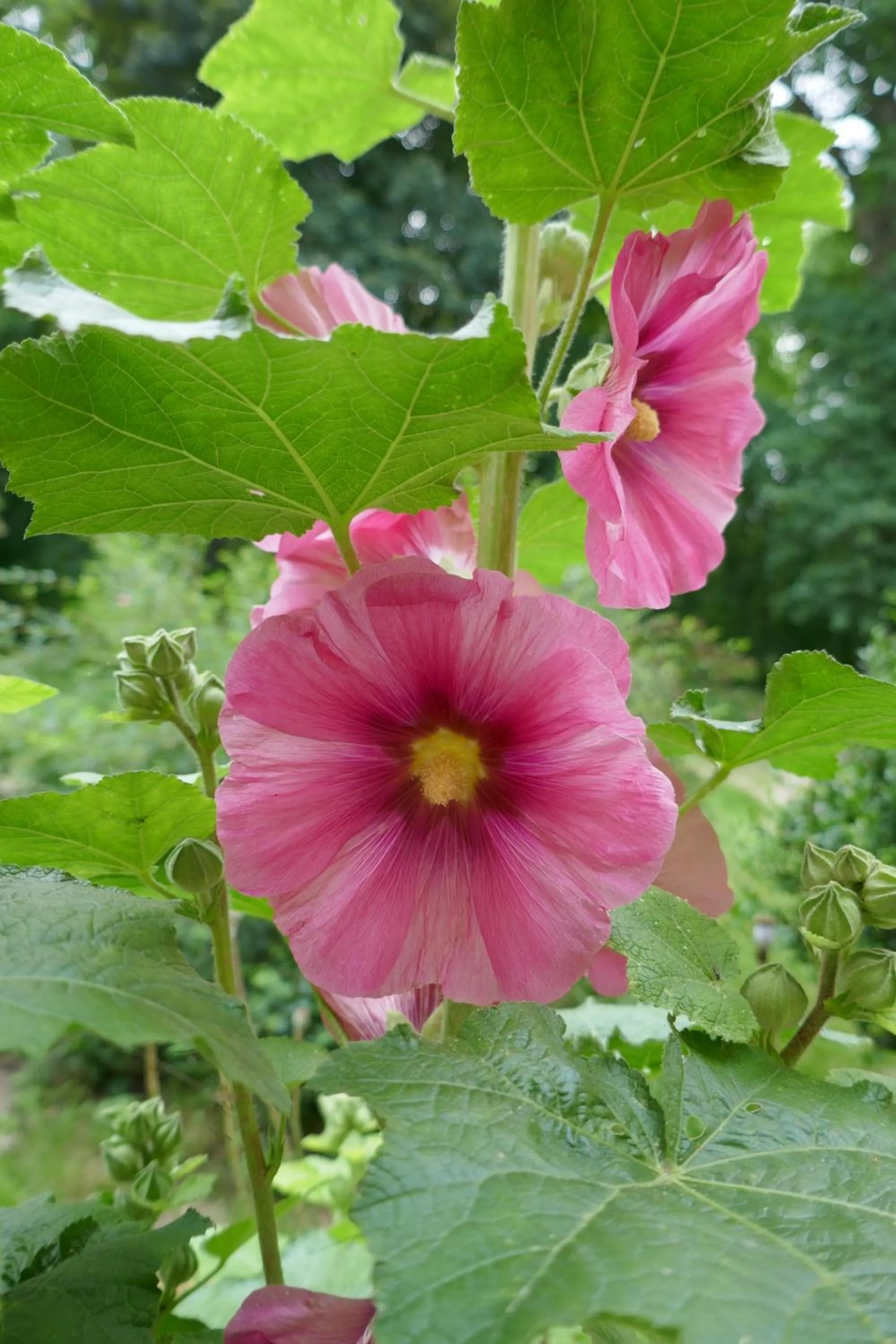 Garden in Landhaus Schloss Kölzow