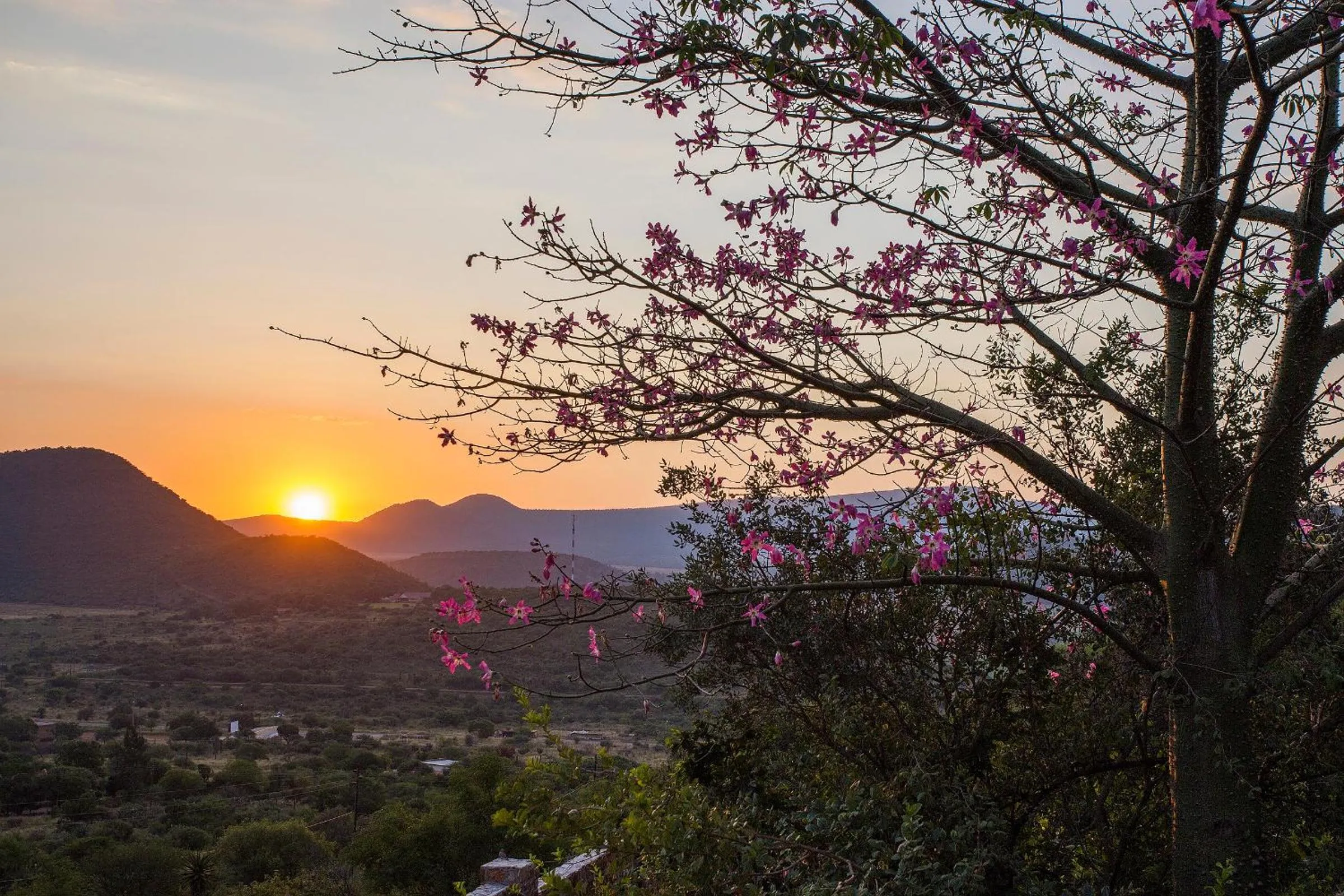 Garden in The Royal Palm B&B