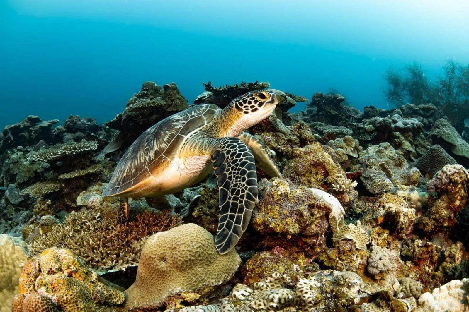 Snorkeling in Long Beach Laamu Hotel