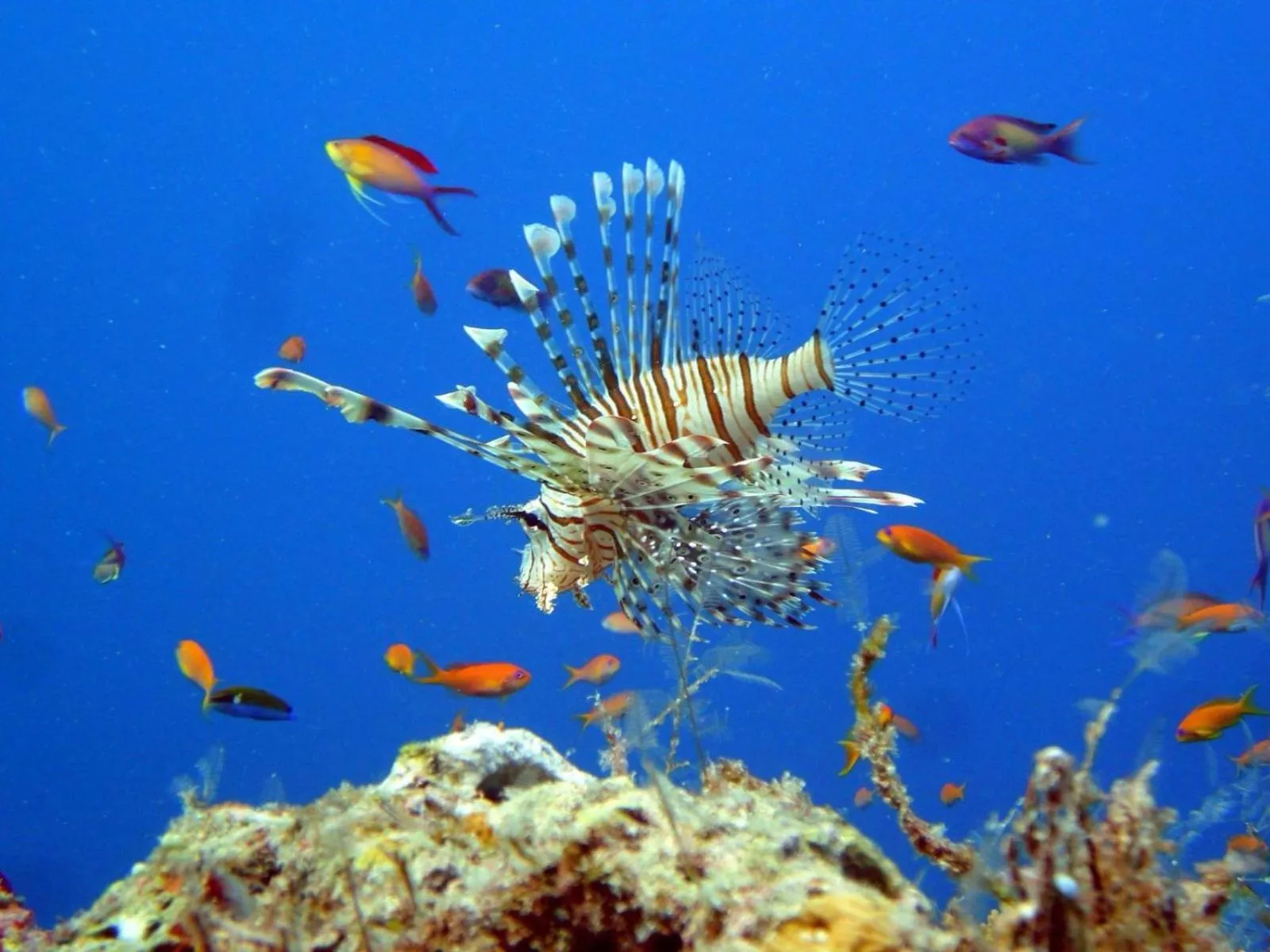 Snorkeling in Long Beach Laamu Hotel