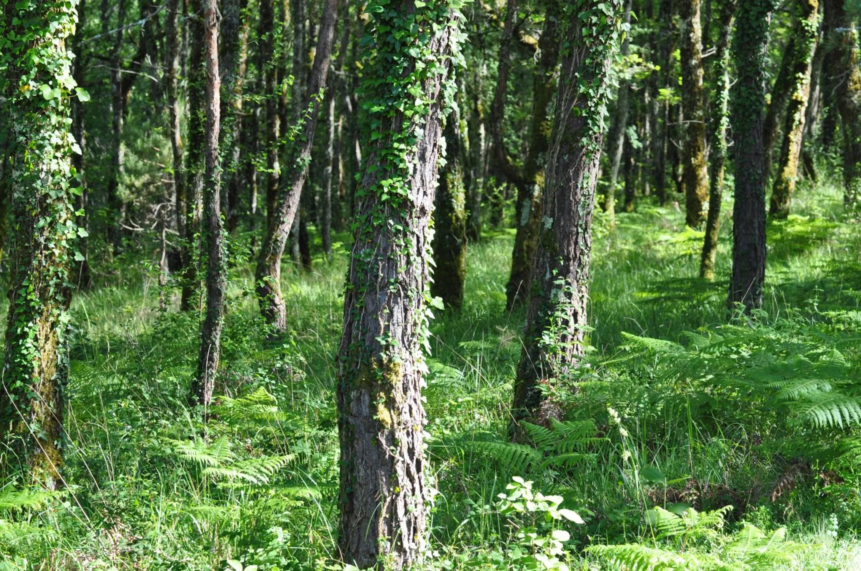 Natural landscape in Le Lion D'Or en PERIGORD