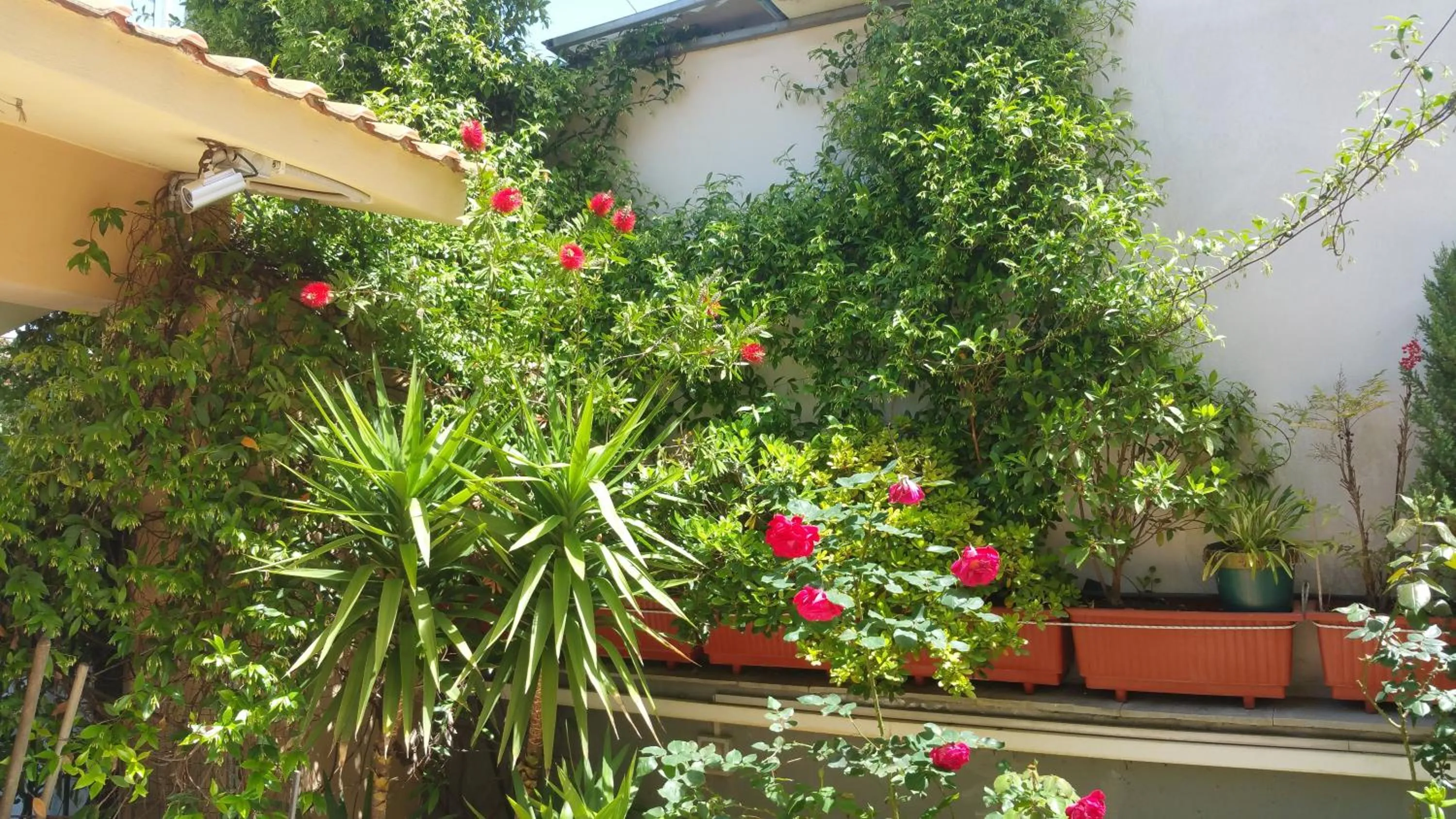 Garden in Villa Anna