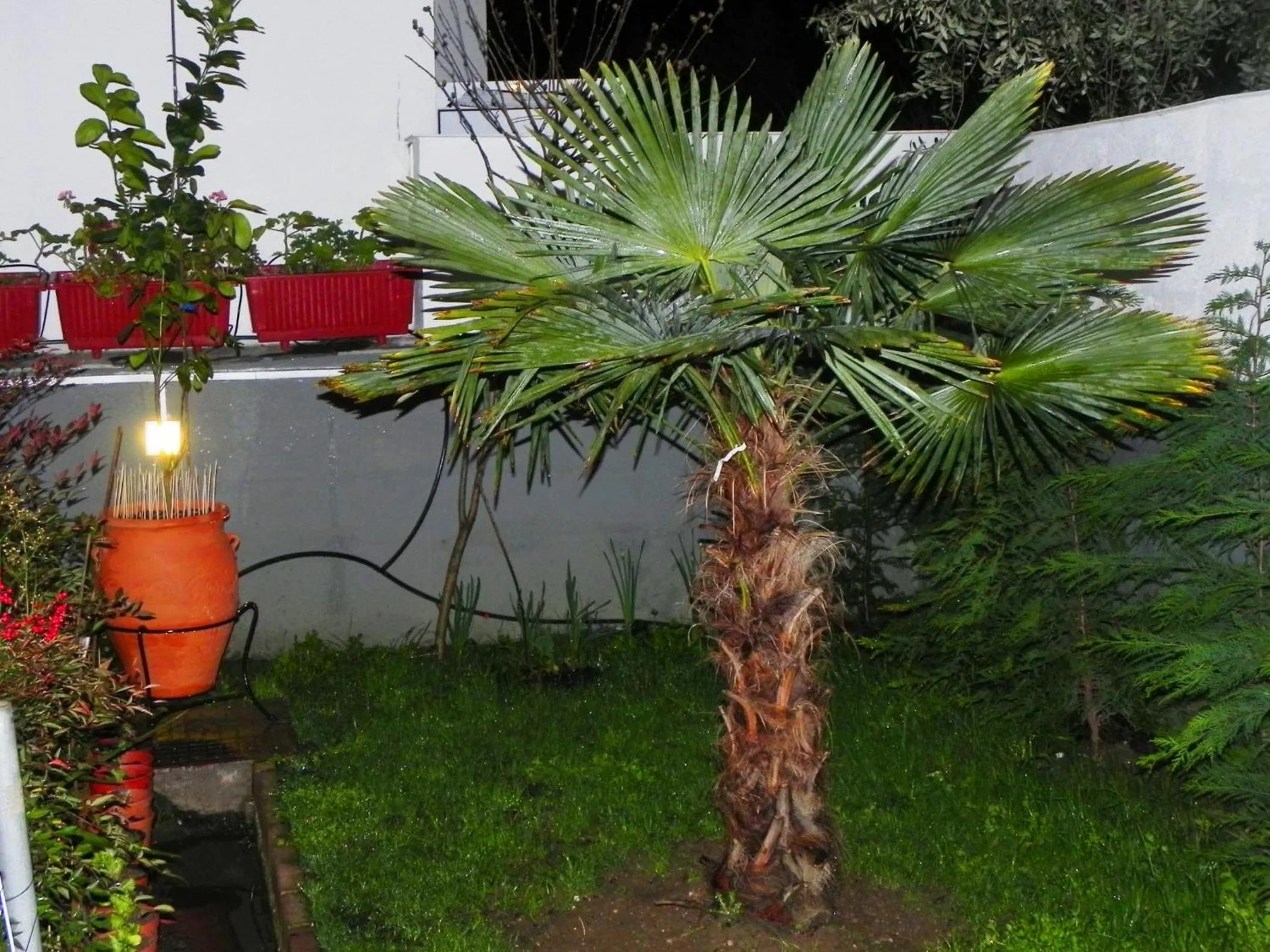 Garden in Villa Anna