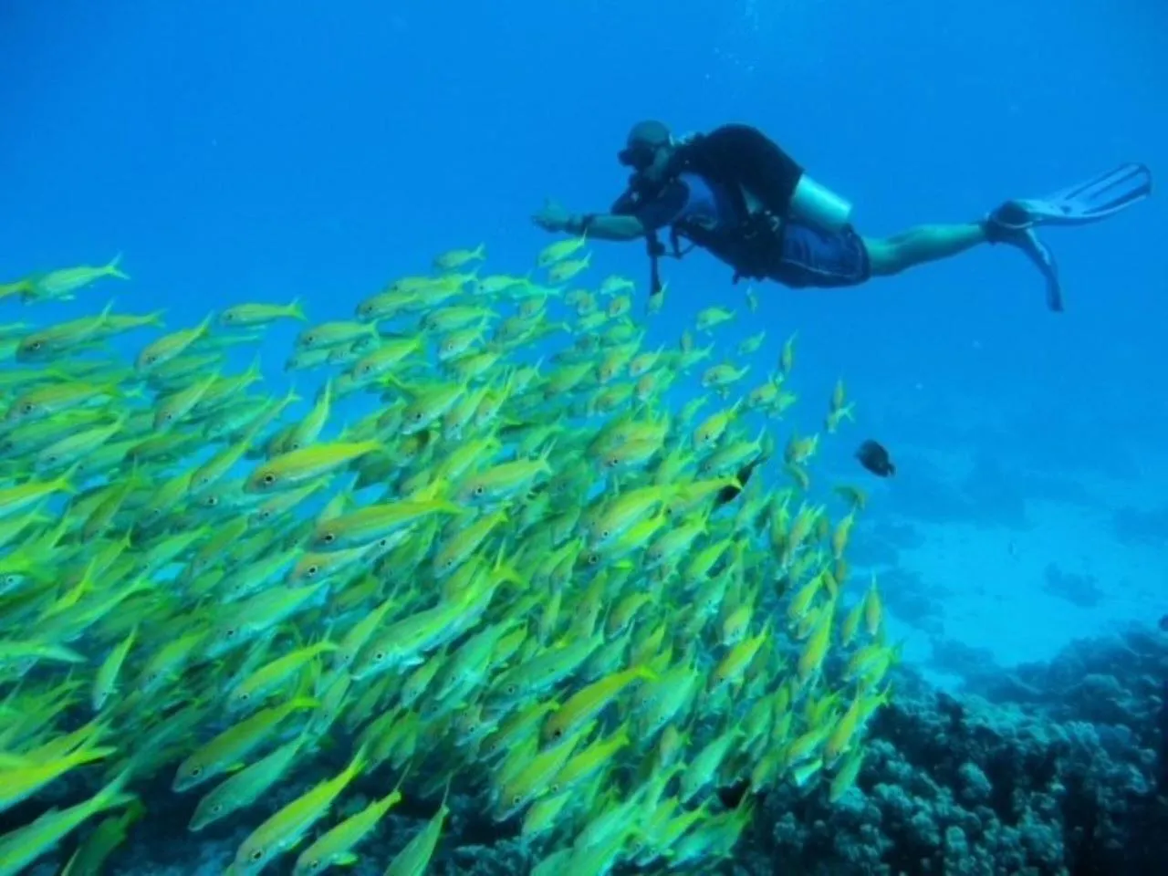 Diving in Papa Freds Beach Resort