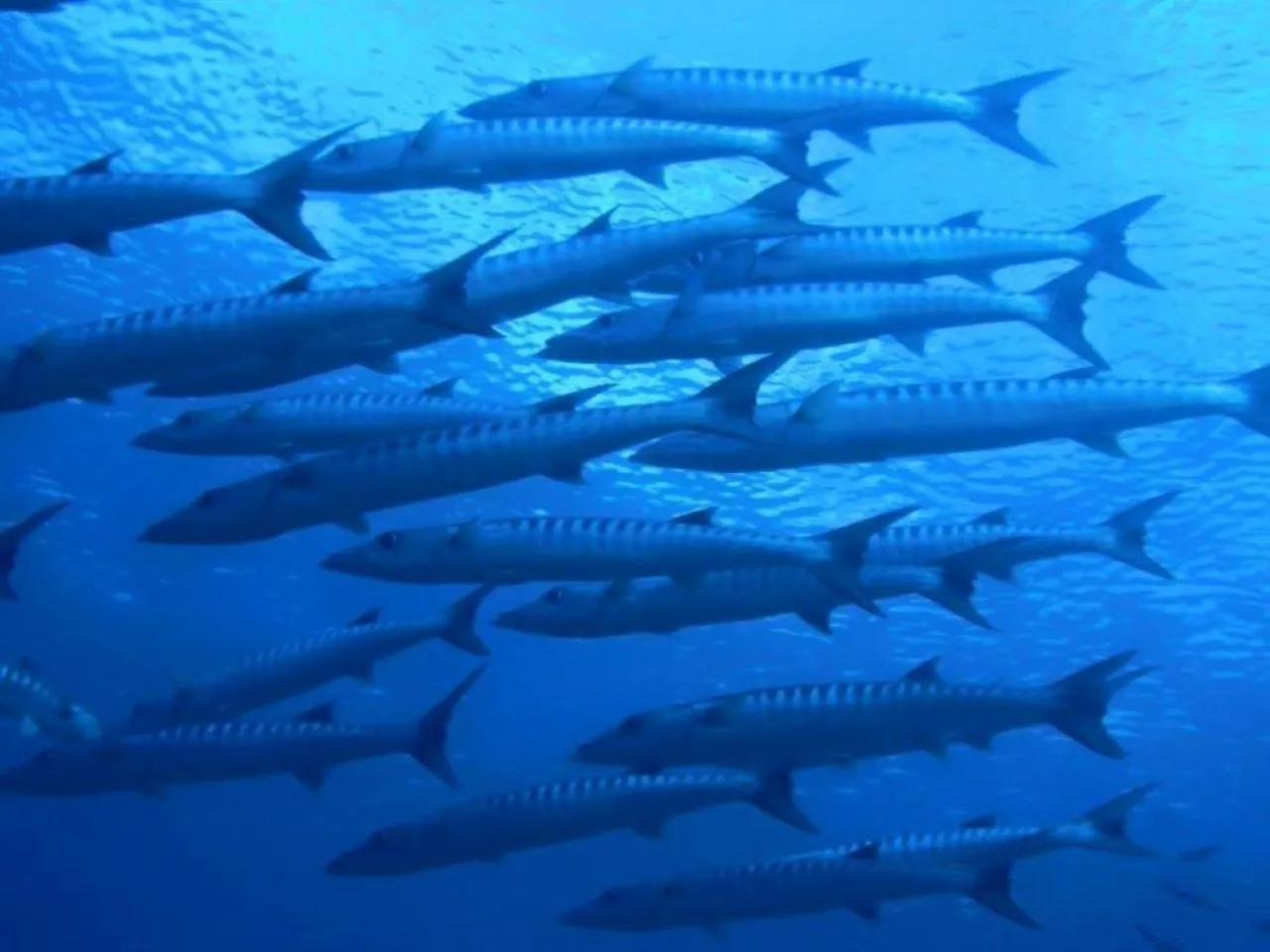 Diving in Papa Freds Beach Resort