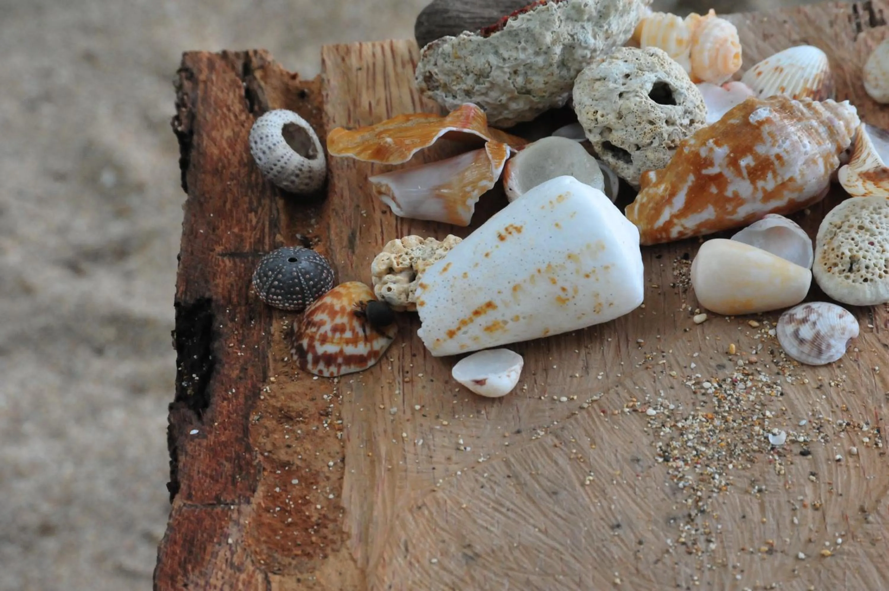 Beach in Belo Monte Hotel and Museum