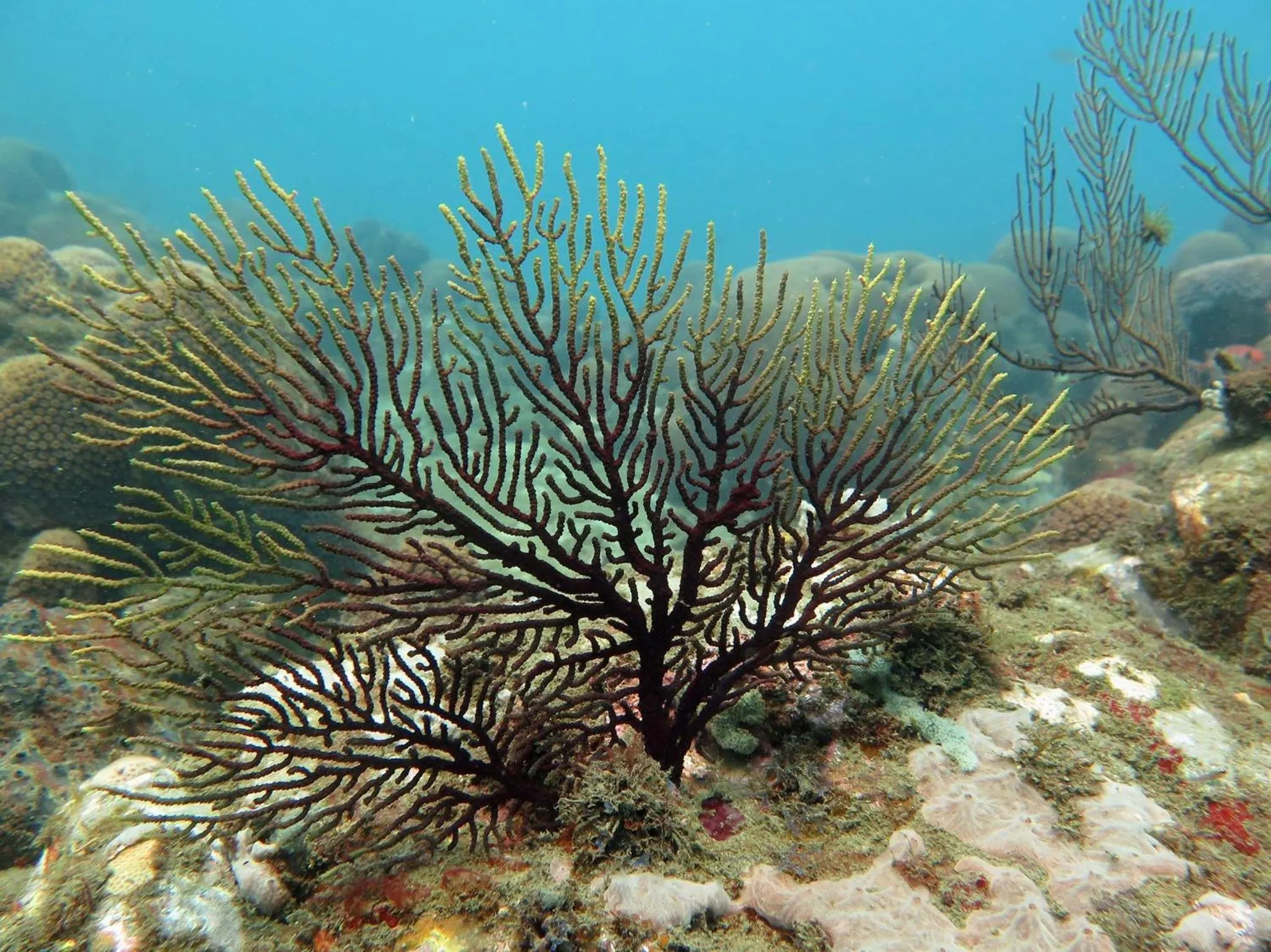 Snorkeling in Belo Monte Hotel and Museum