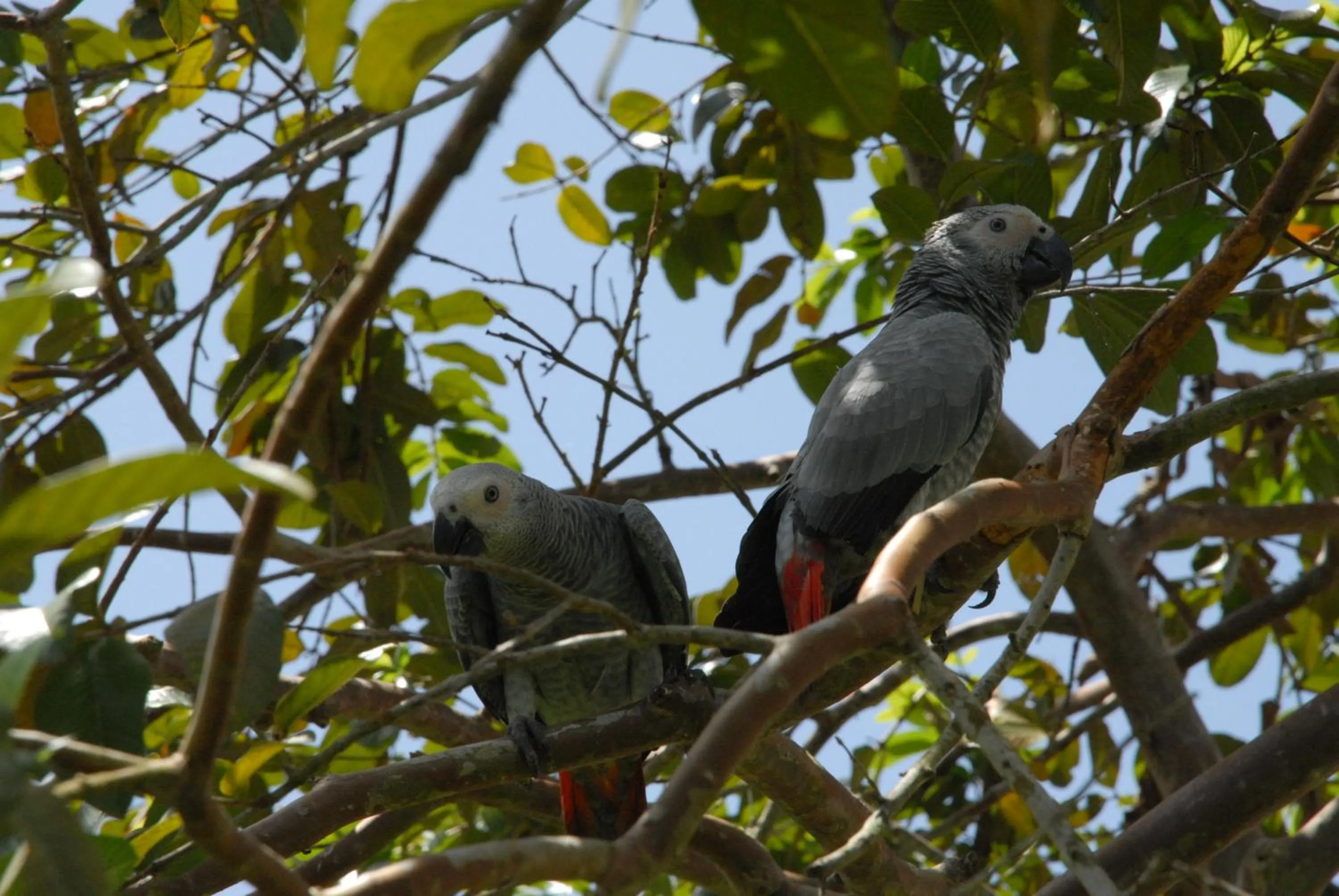 Garden in Belo Monte Hotel and Museum