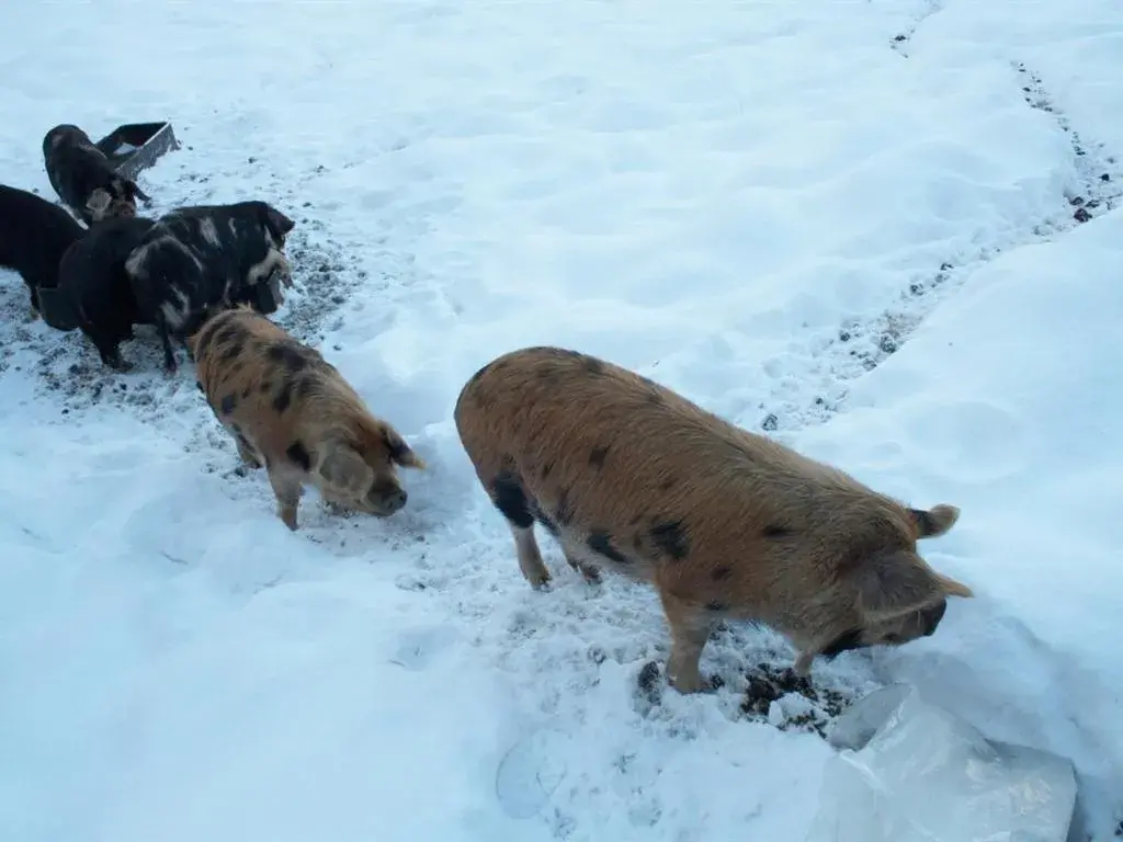 Property building in Burnhopeside Hall Property building in Burnhopeside Hall