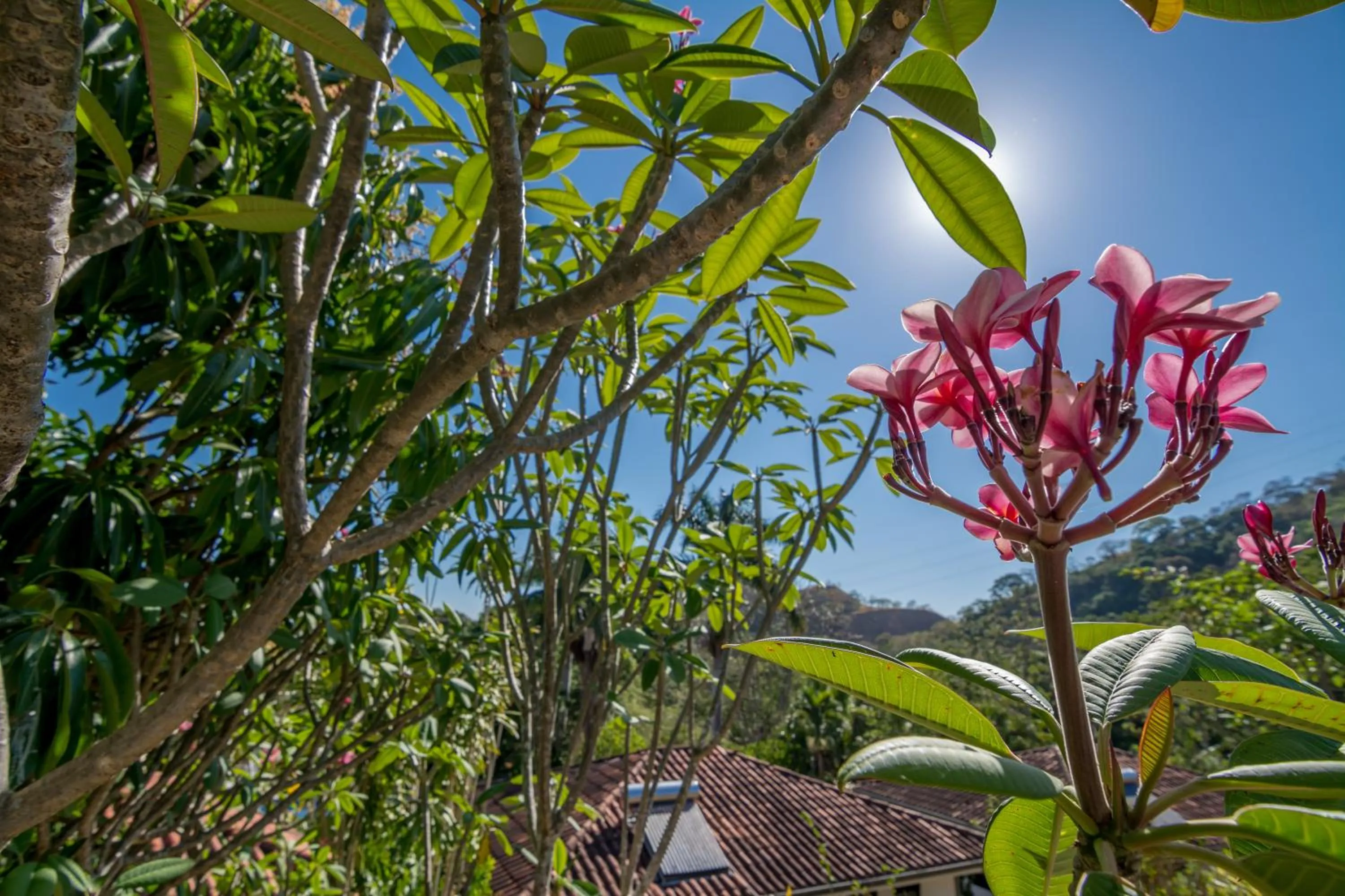 Garden in Hotel Colinas del Sol