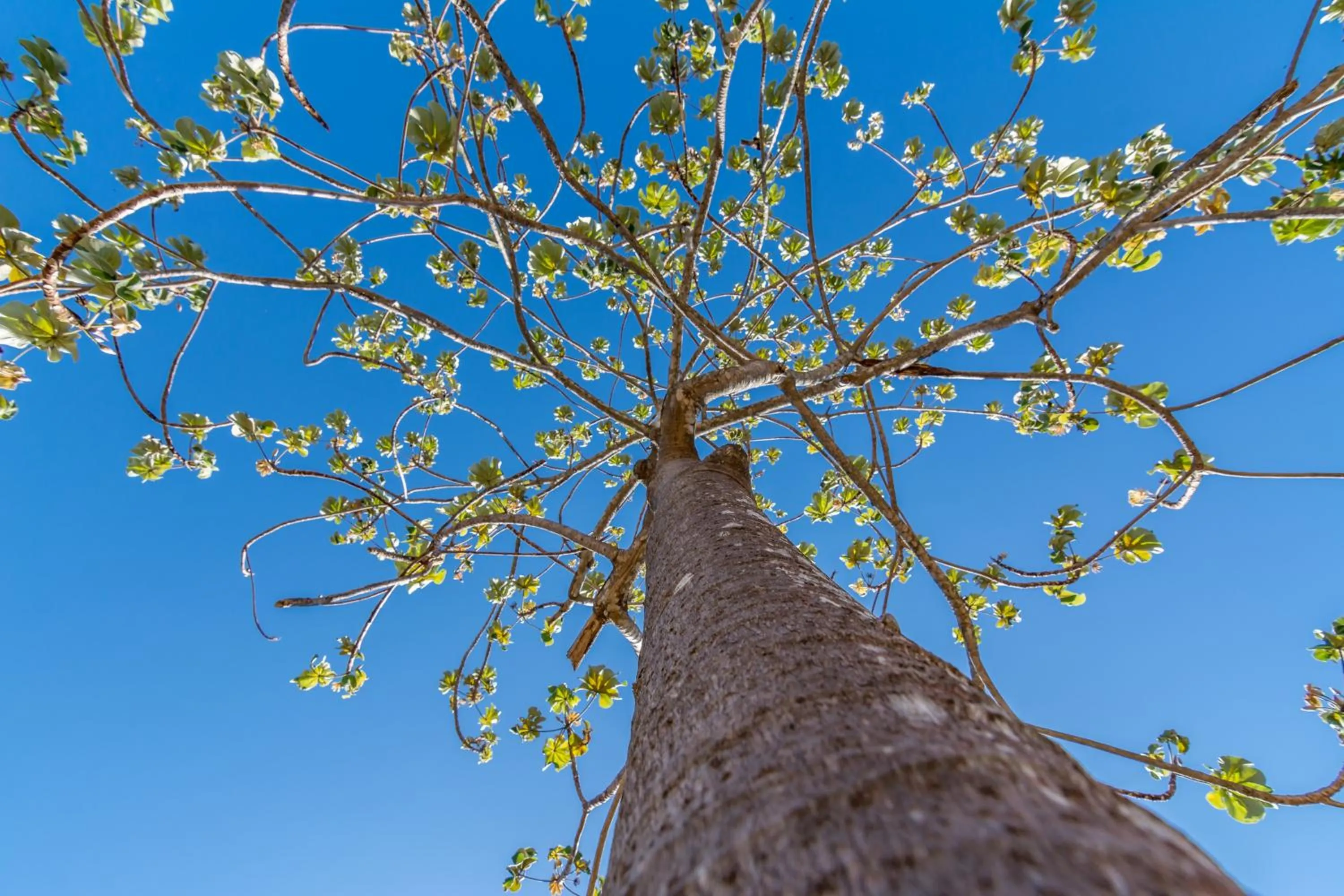 Garden in Hotel Colinas del Sol