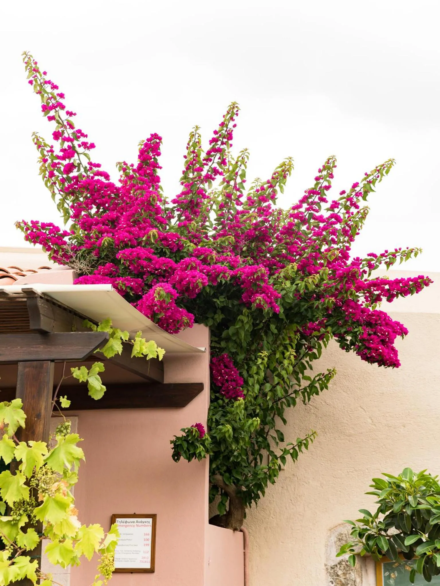 Garden in Villa Archanes