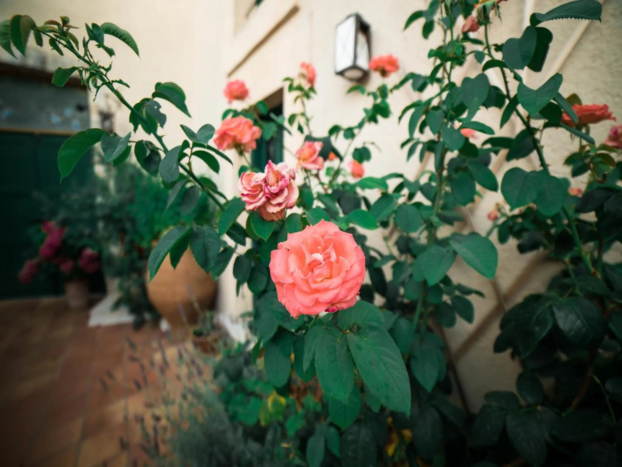 Garden in Villa Archanes