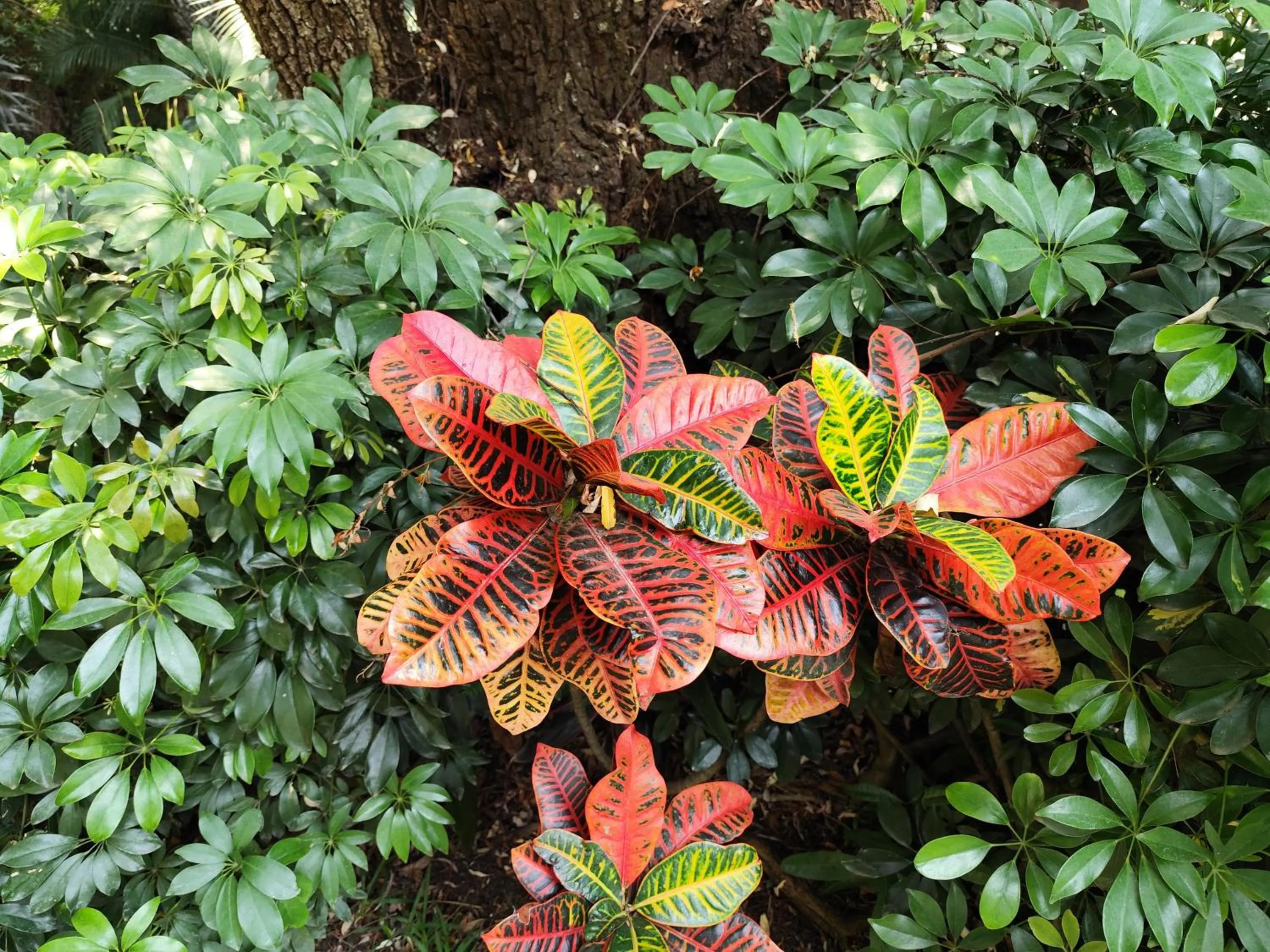 Spring in Casa de las Conchas Cuernavaca