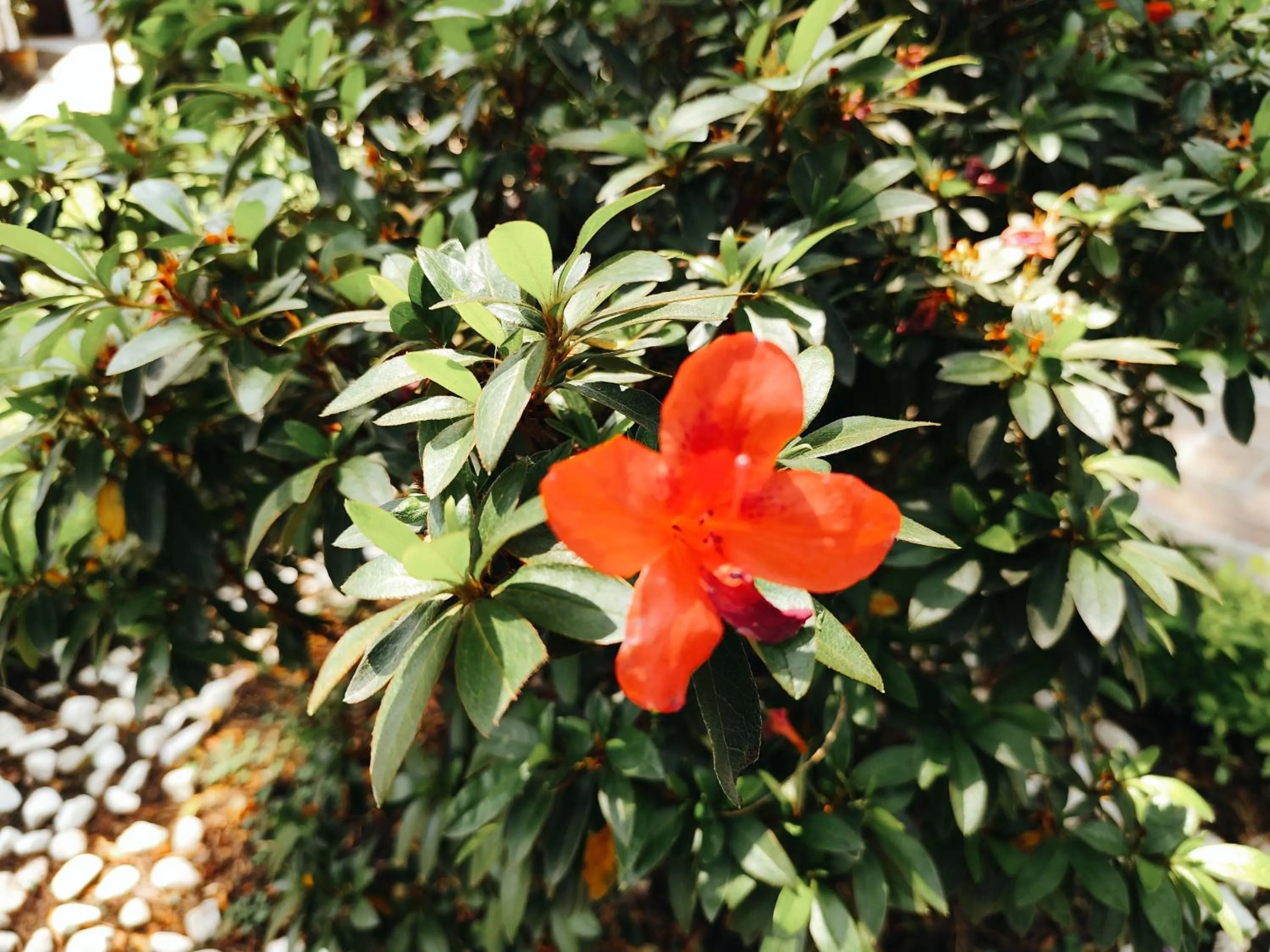 Spring in Casa de las Conchas Cuernavaca