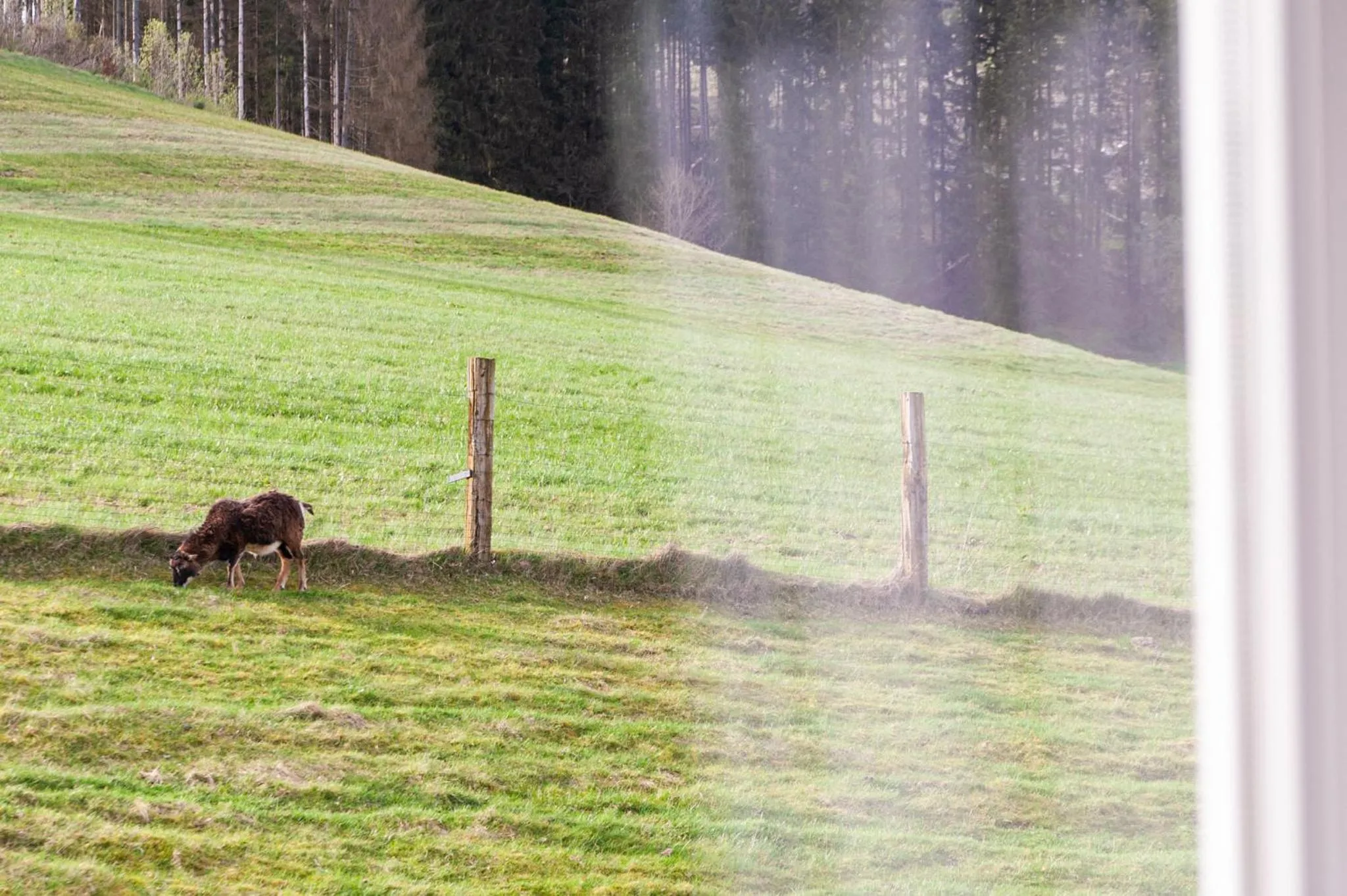 View (from property/room) in Forellenhof Wald- und Wiesenquartier