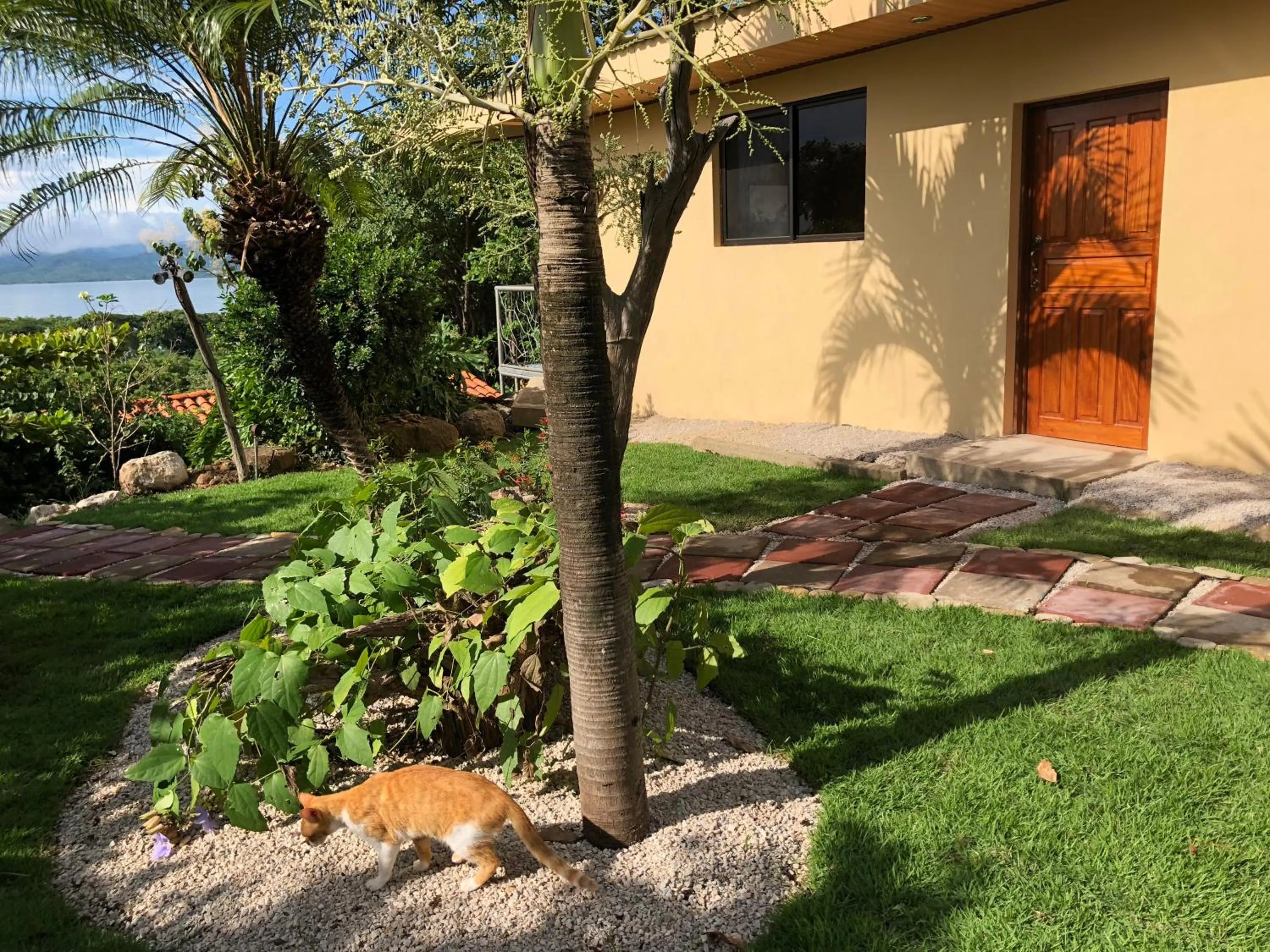Garden view in Blue Dream Kite Boarding Resort Costa Rica