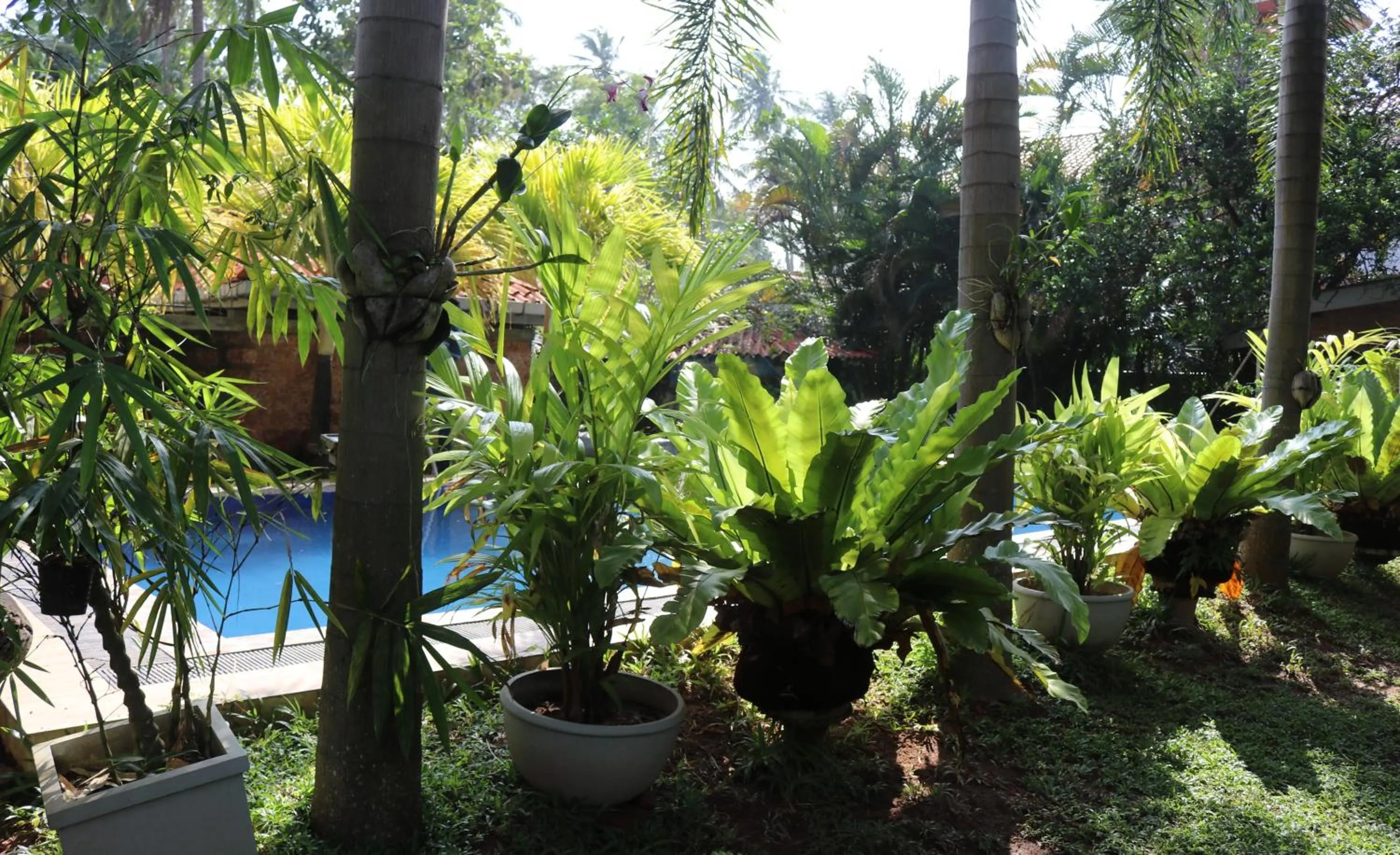 Swimming pool in Pavana Hotel