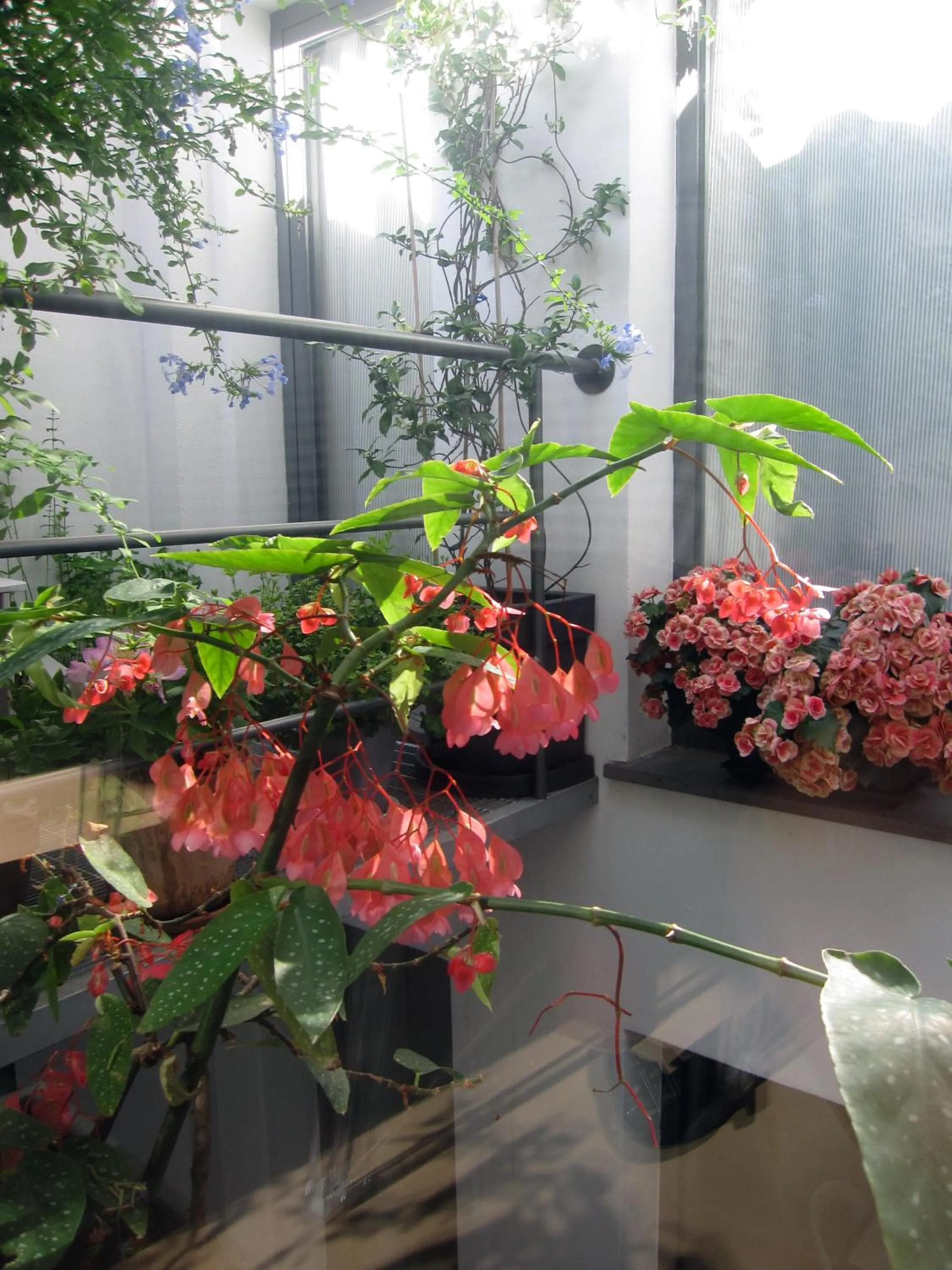 Balcony/Terrace in Brancadoria B&B