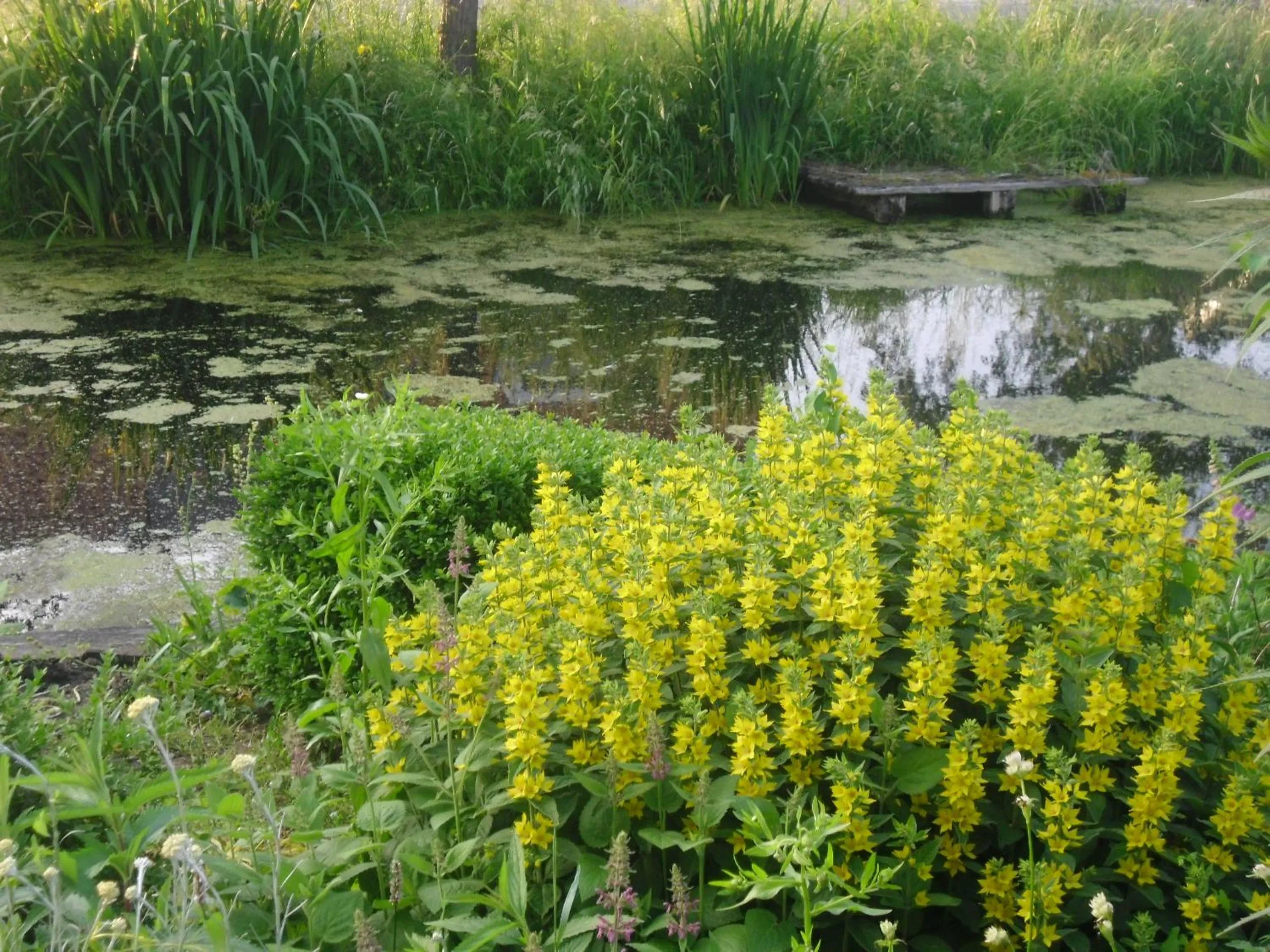 Spring in Bed and breakfast Hoeve Spoorzicht