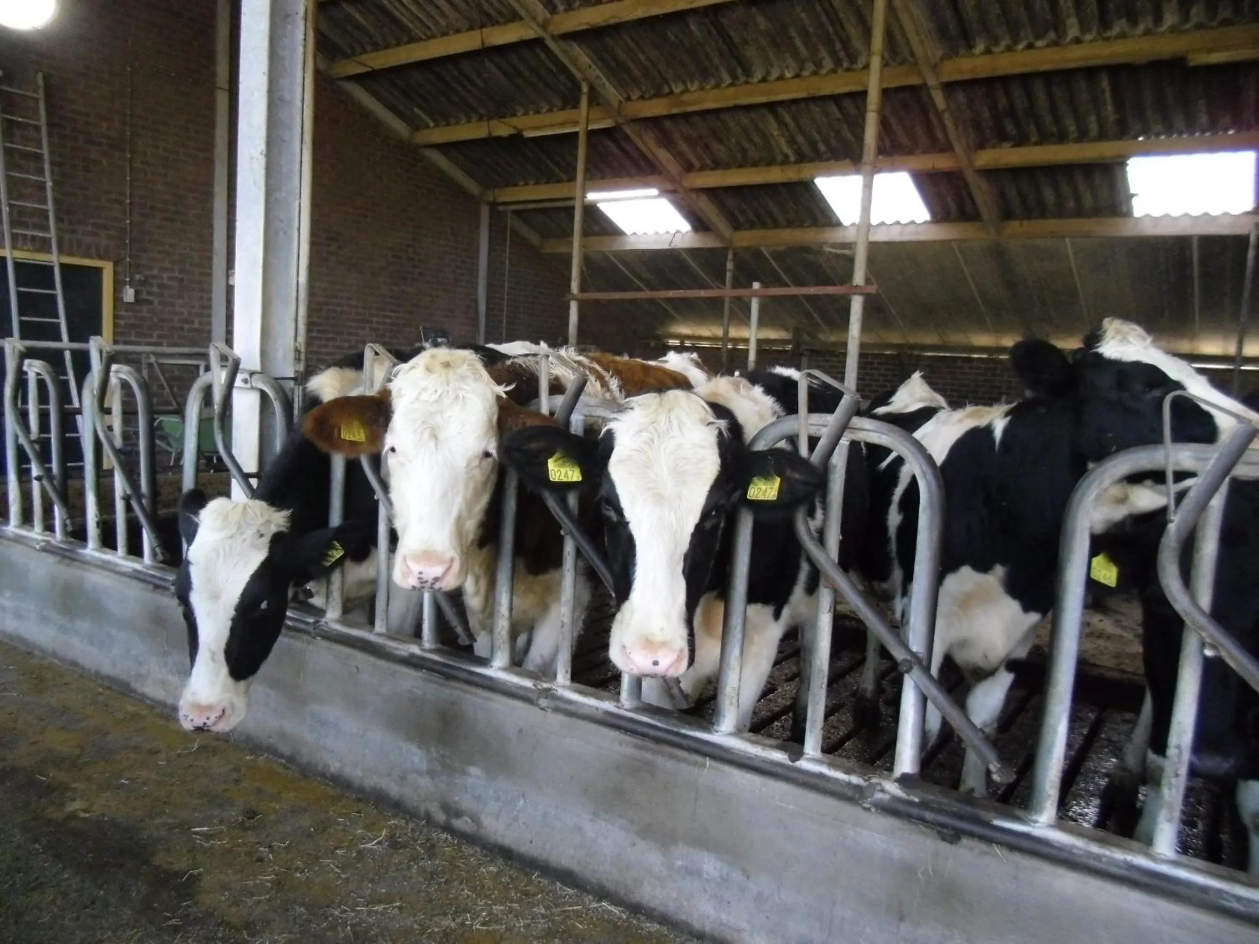 Animals in Bed and breakfast Hoeve Spoorzicht