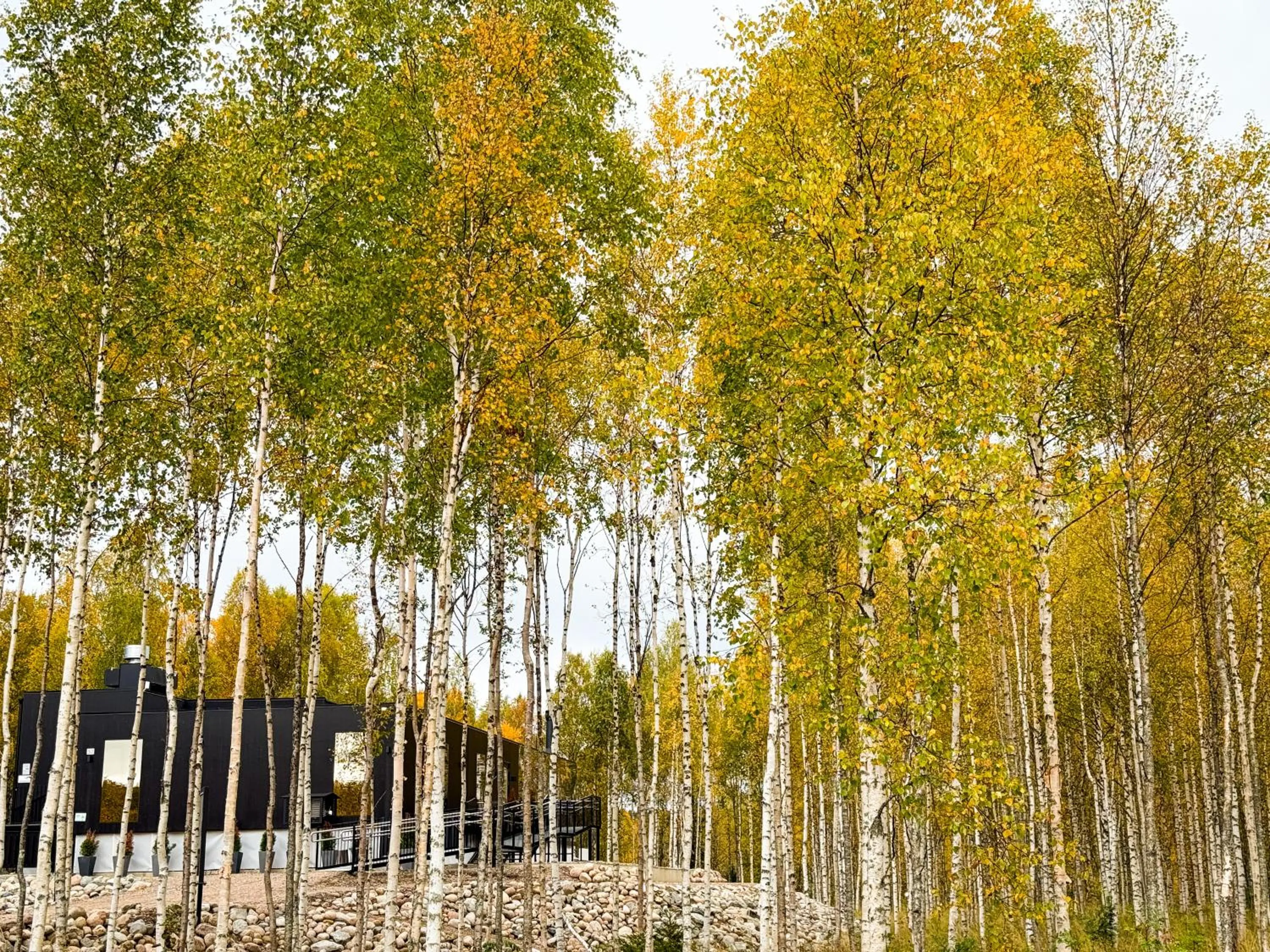 Restaurant/places to eat in Silver Birch Resort Lapland