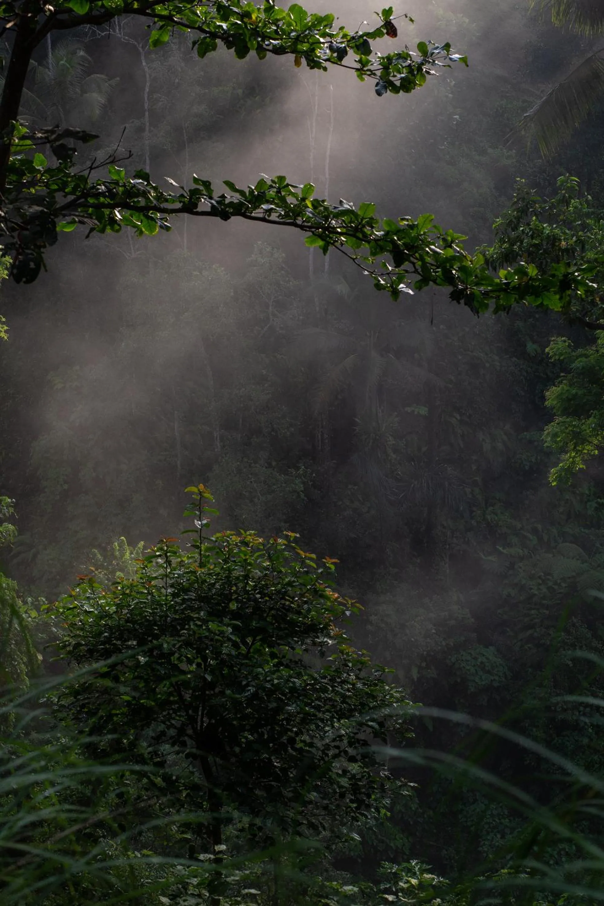 Natural landscape in Rumah Hujan