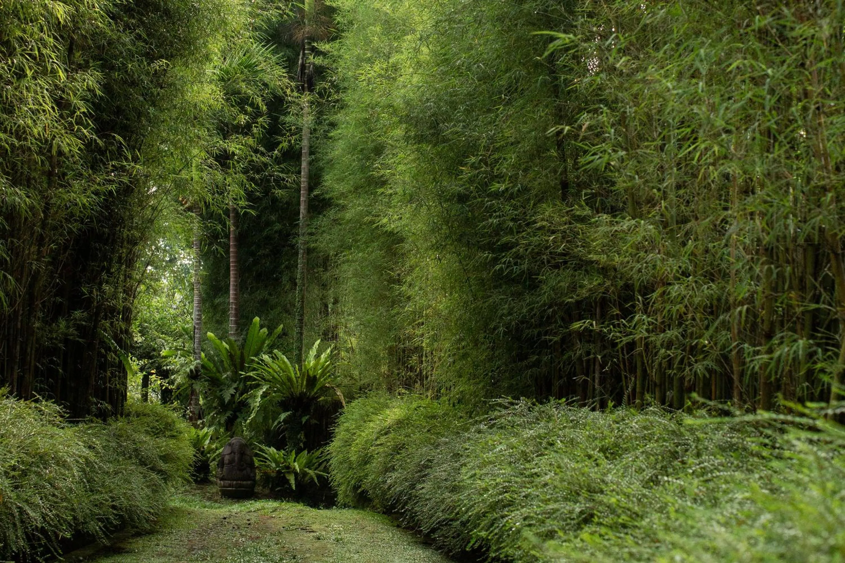 Garden in Rumah Hujan