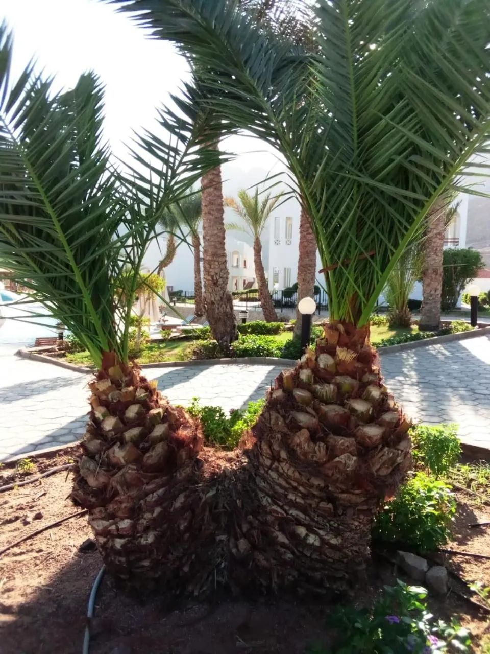 Garden in Happy Life Village Dahab