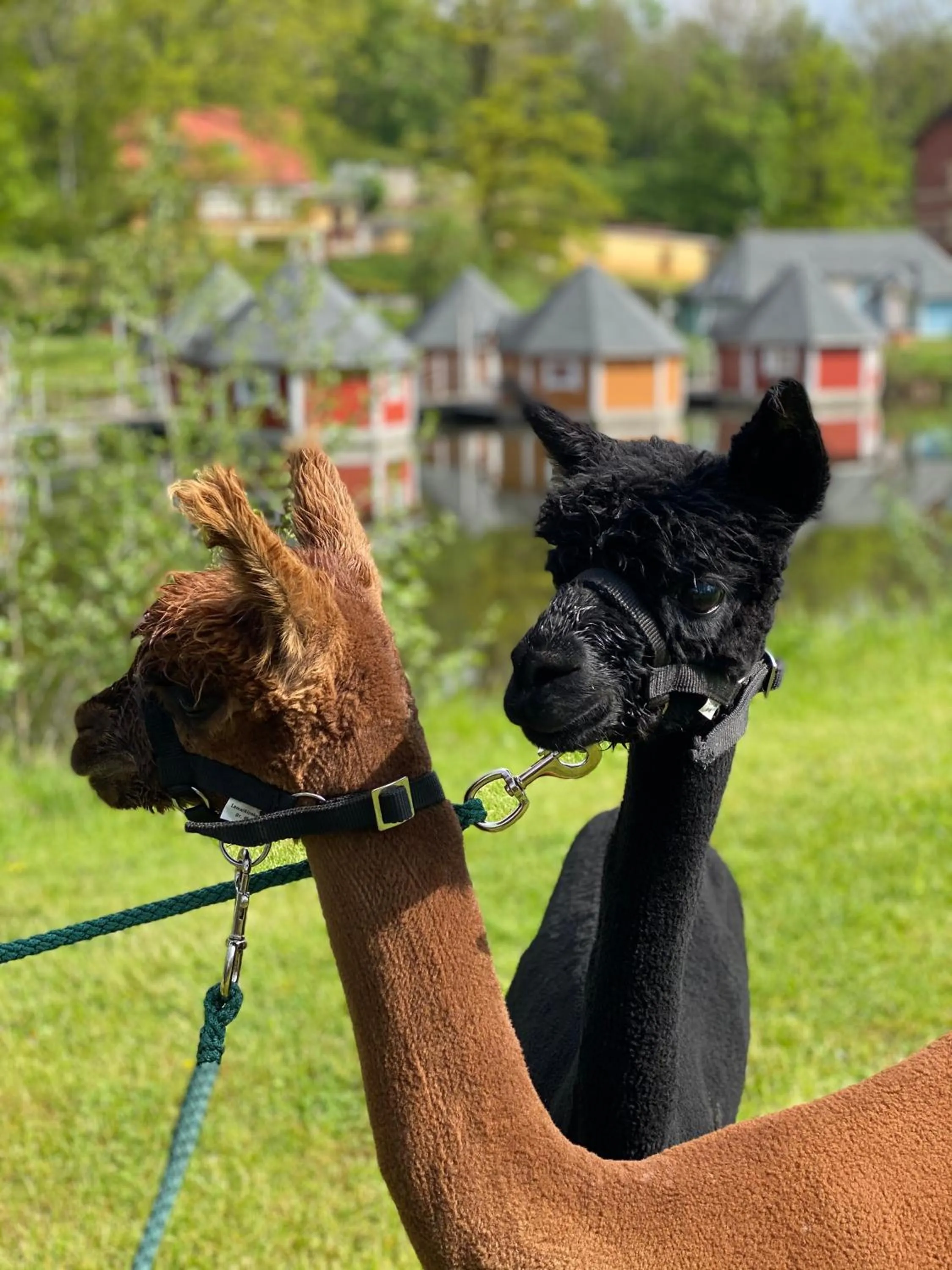 Animals in Ölmühle Eberstedt