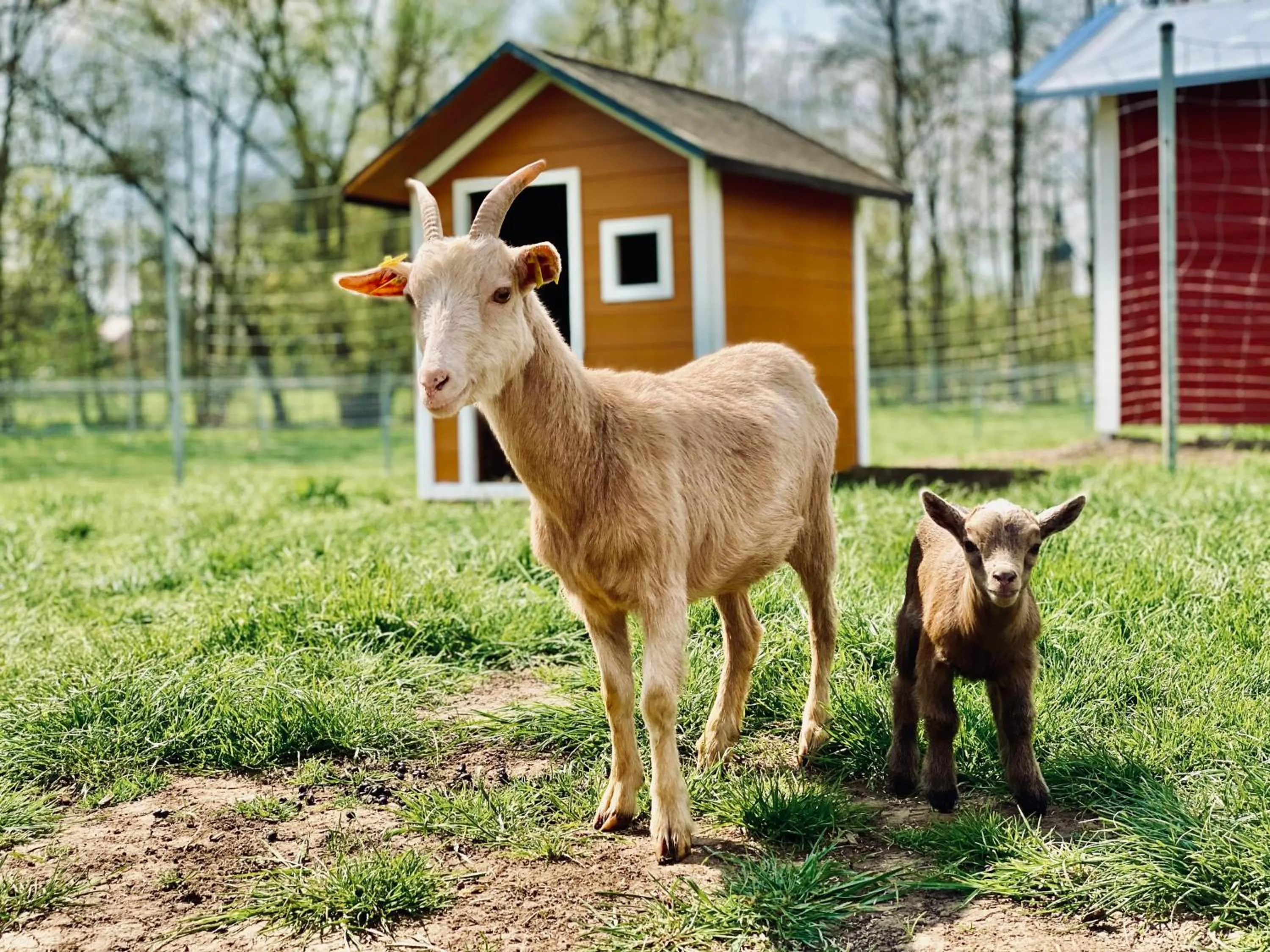 Animals in Ölmühle Eberstedt
