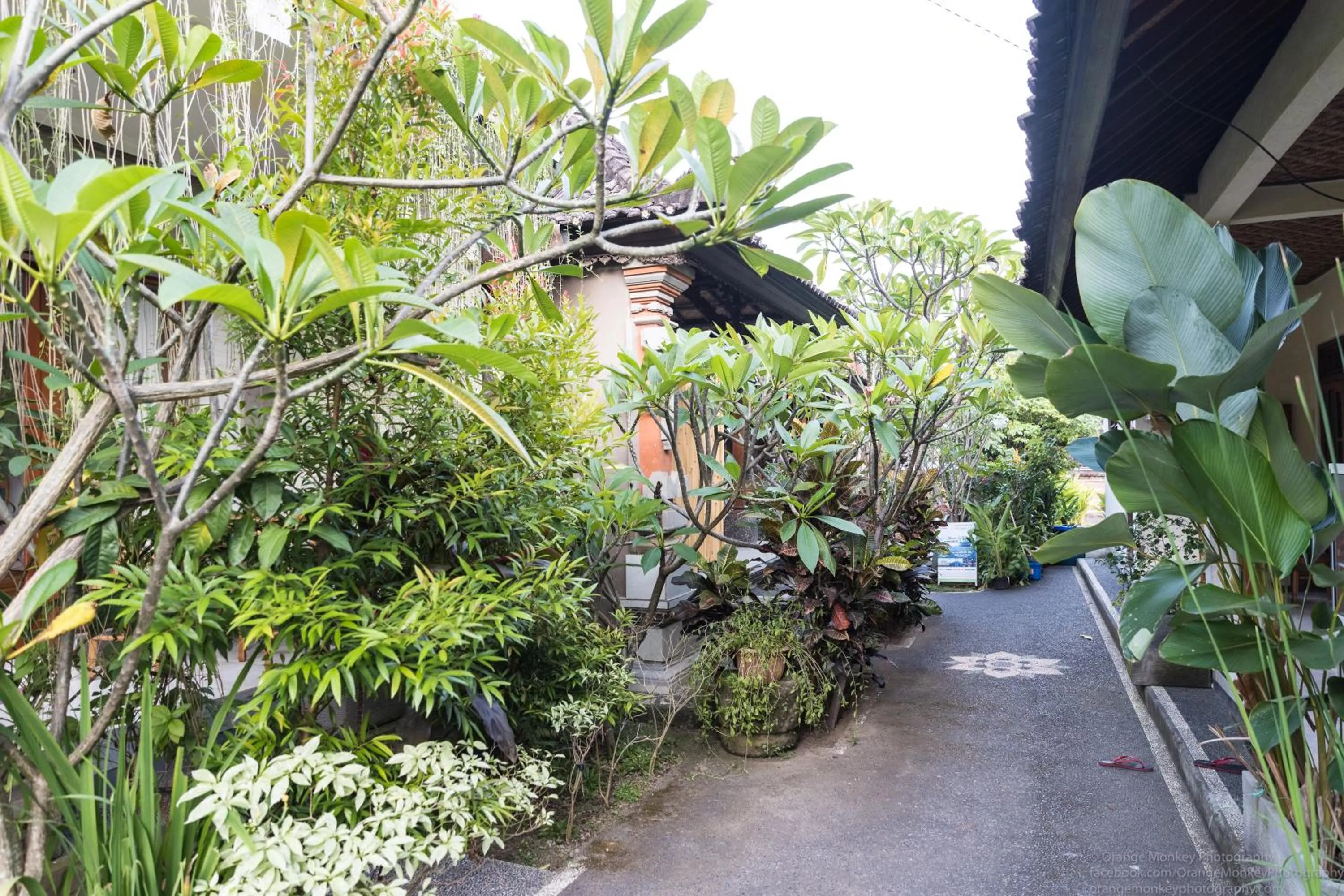 Garden in Sudiana House