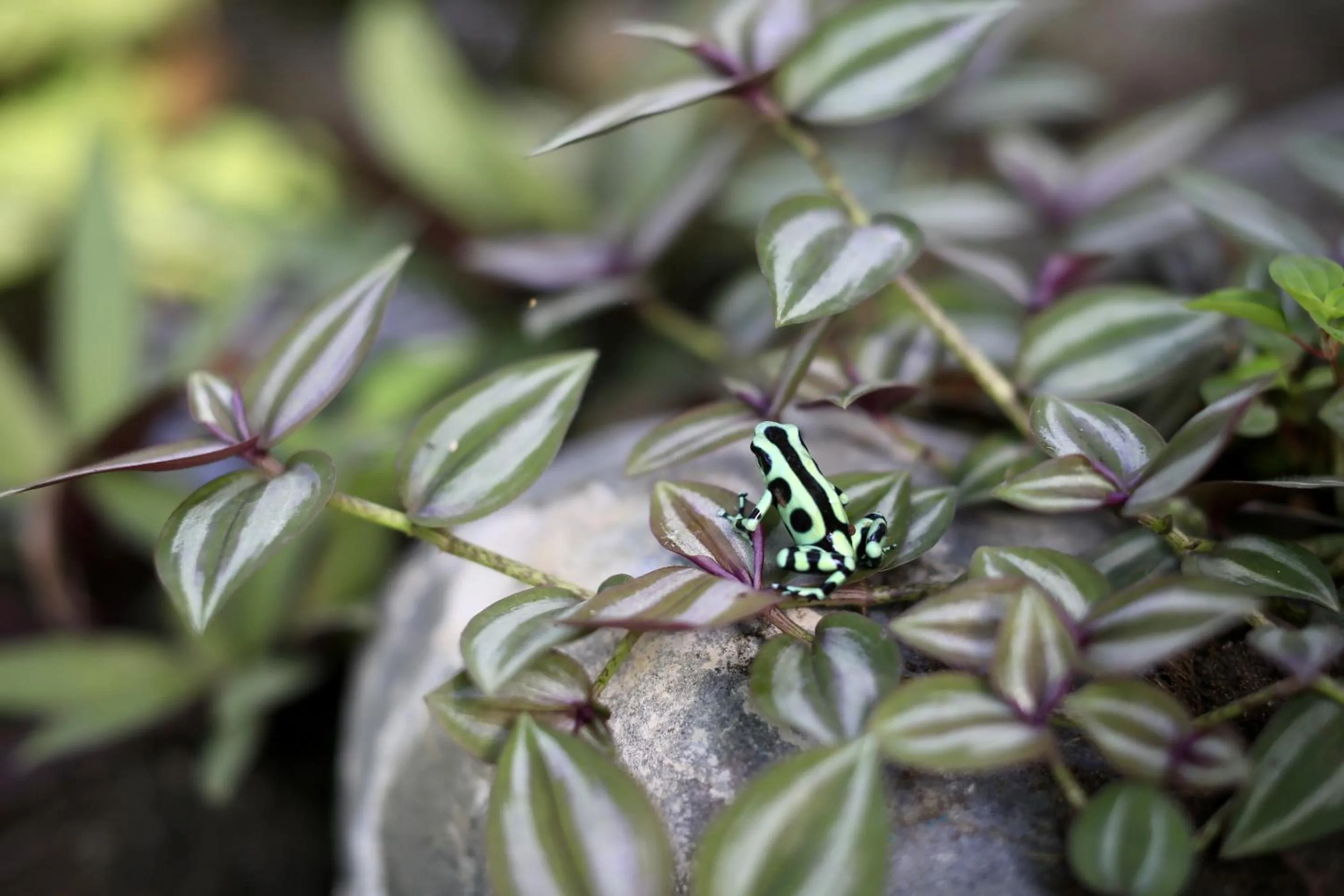 Garden in Hotel Clandestino beach resort