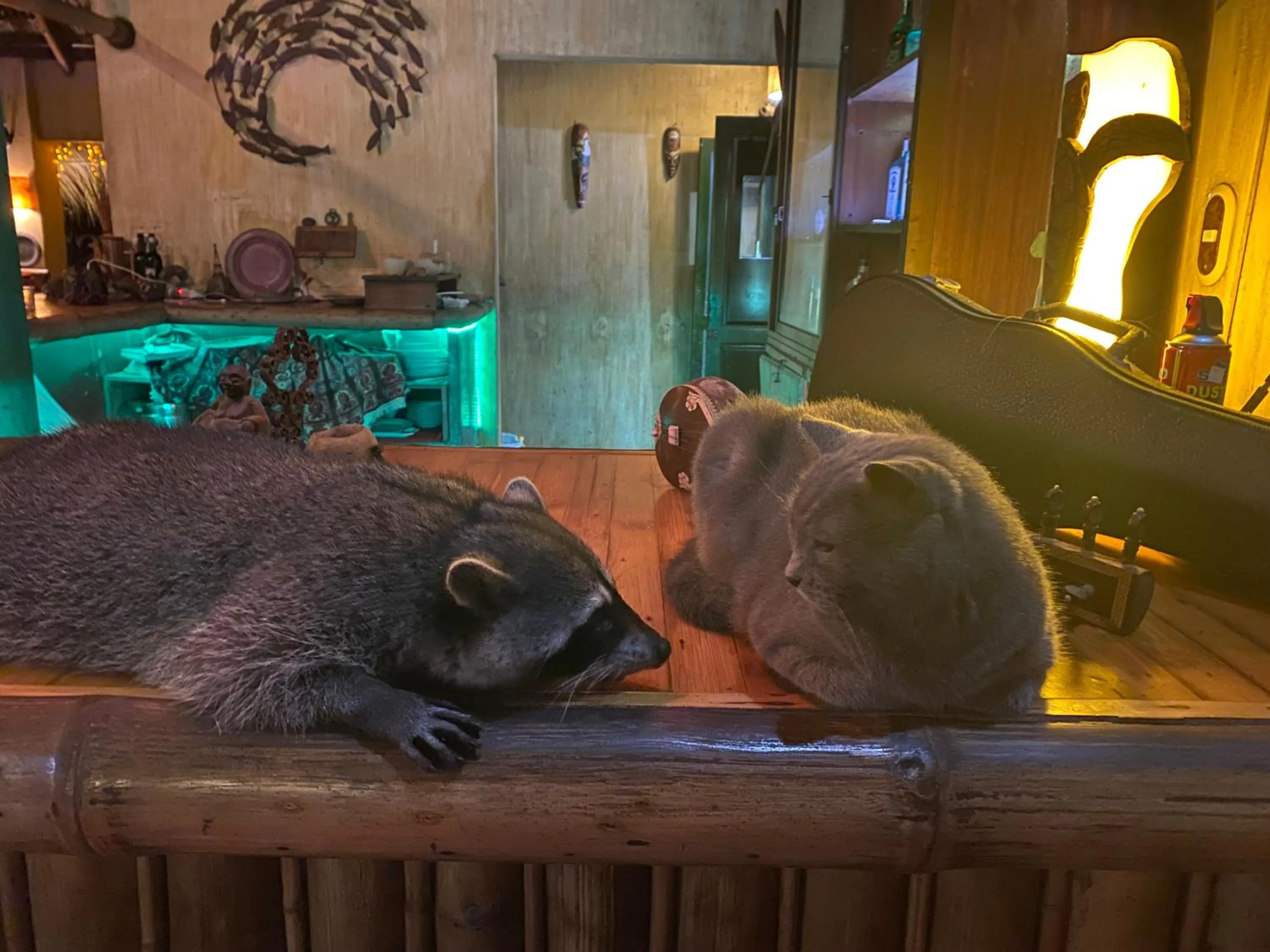 Animals in Hotel Clandestino beach resort