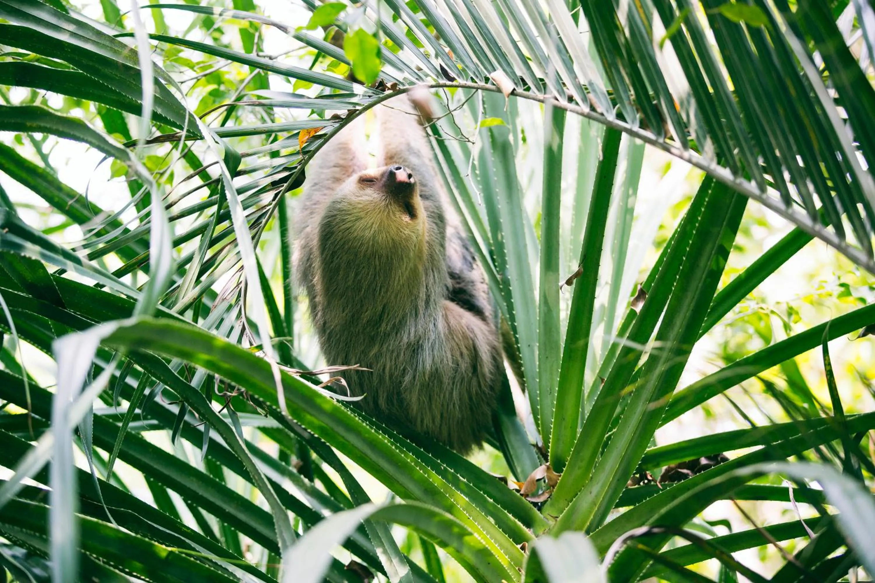 Garden in Hotel Clandestino beach resort