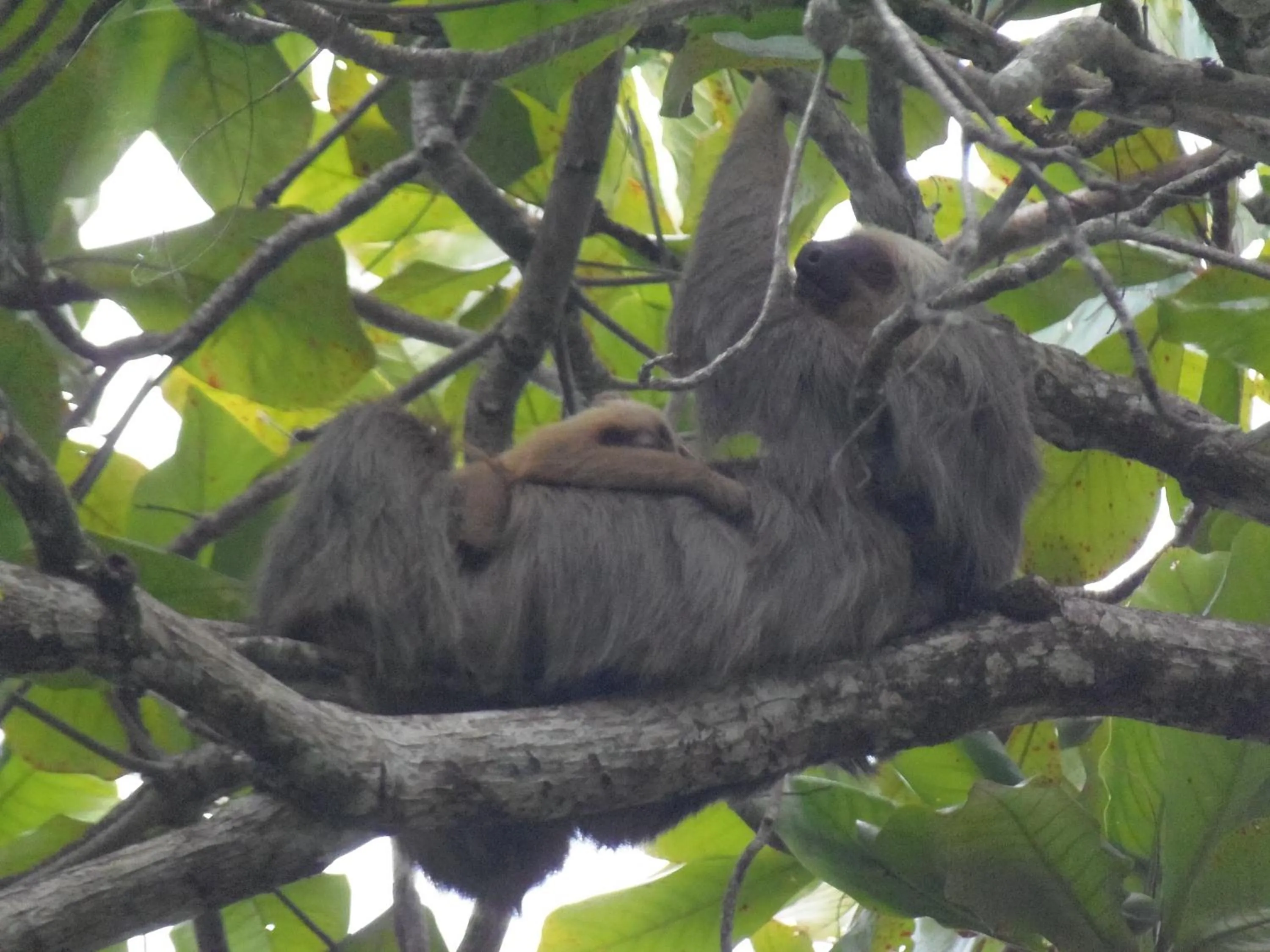 Garden in Hotel Clandestino beach resort