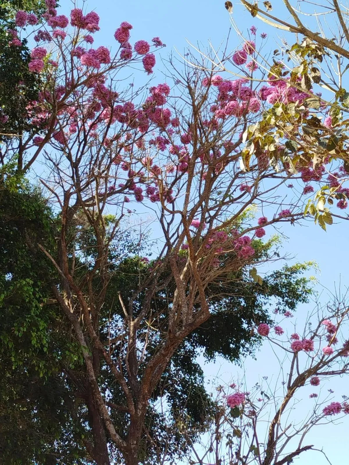 Spring in Sitio Cantin