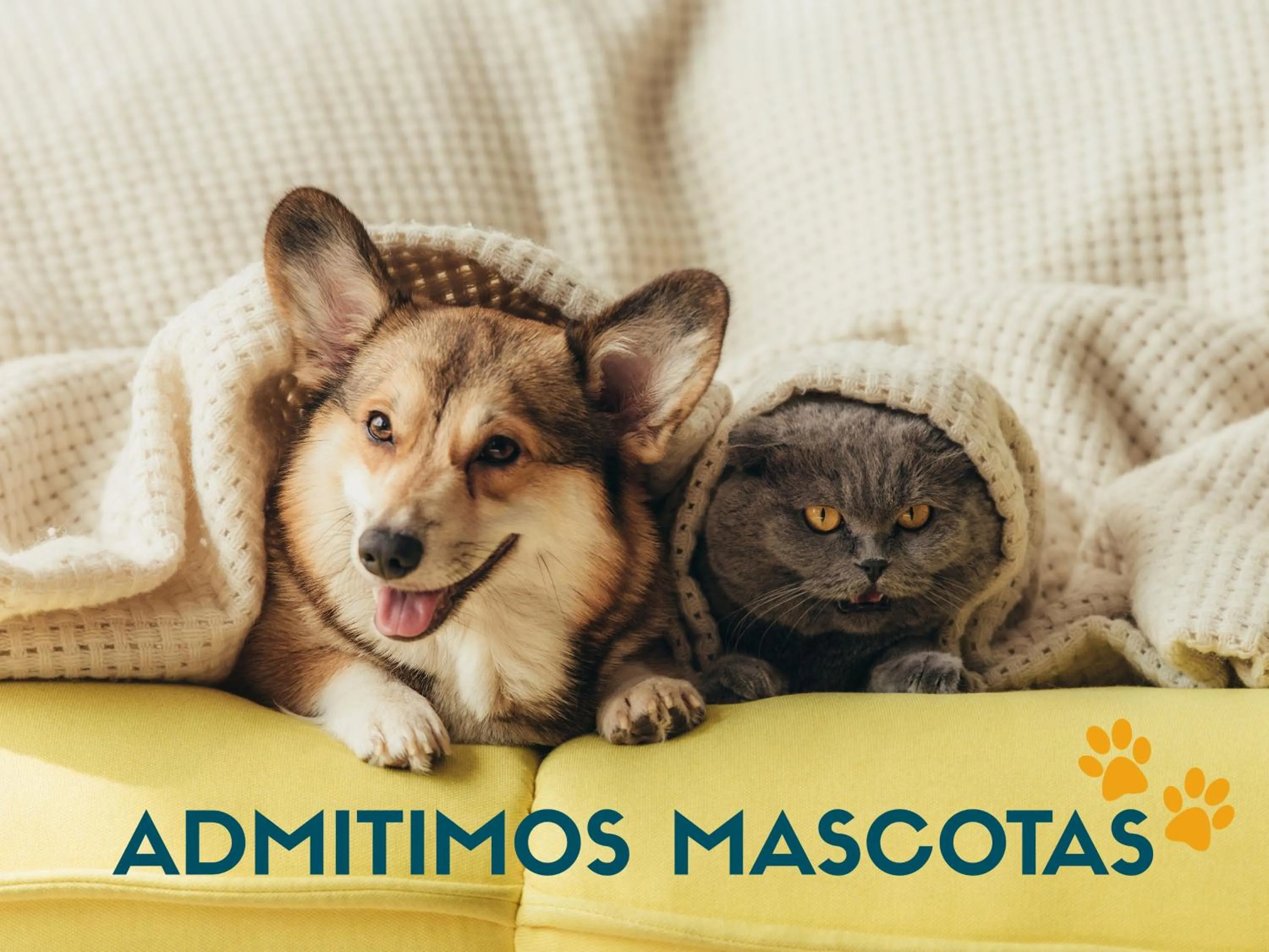 Pets in Apartamento Gandia Bellreguard 3000