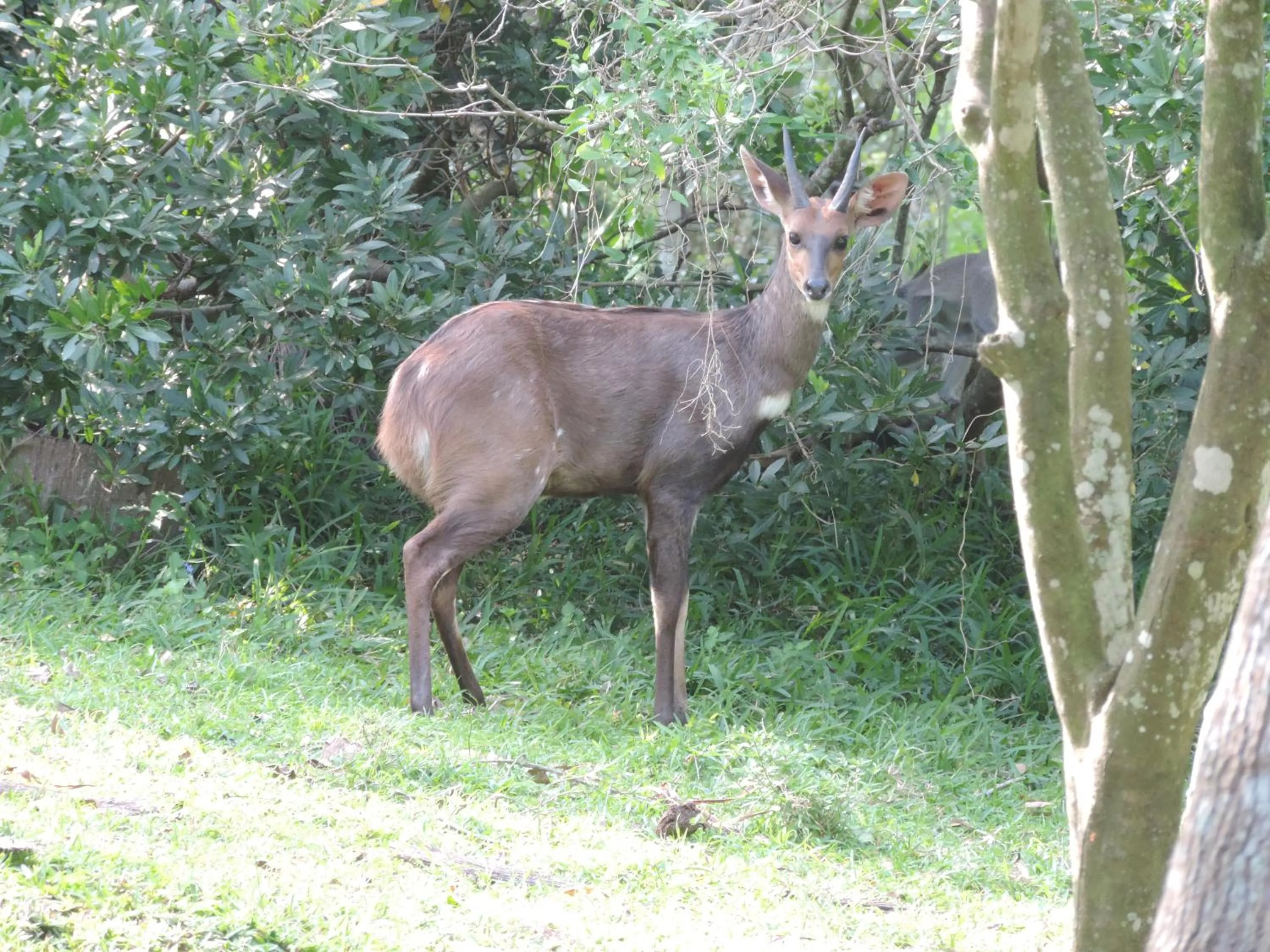 Garden in St Lucia Kingfisher Lodge