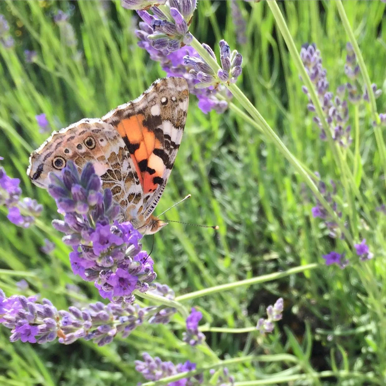 Cascina Valtignosa Camere Con Vigna